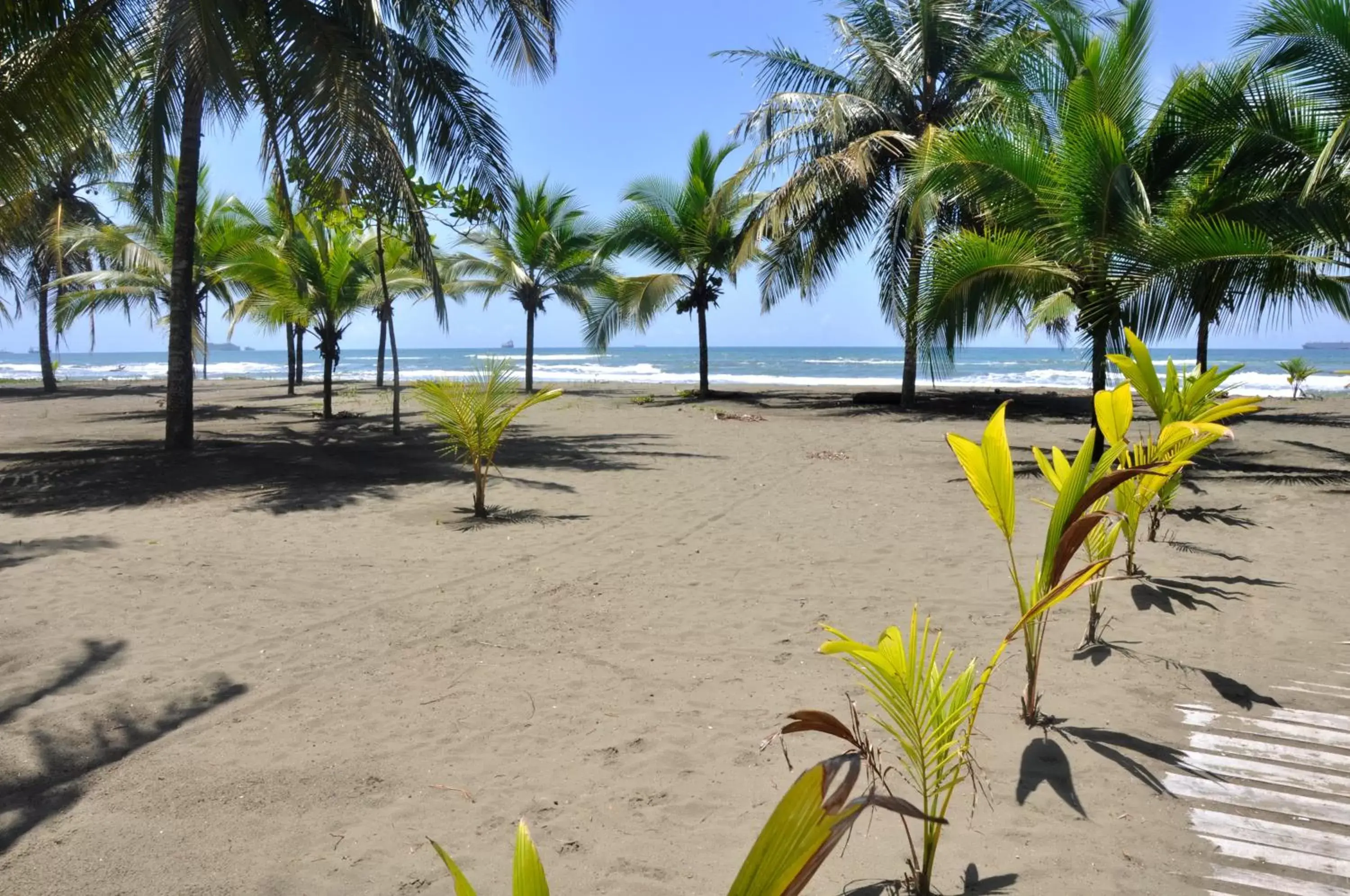 Natural landscape, Beach in Hotel Playa Westfalia