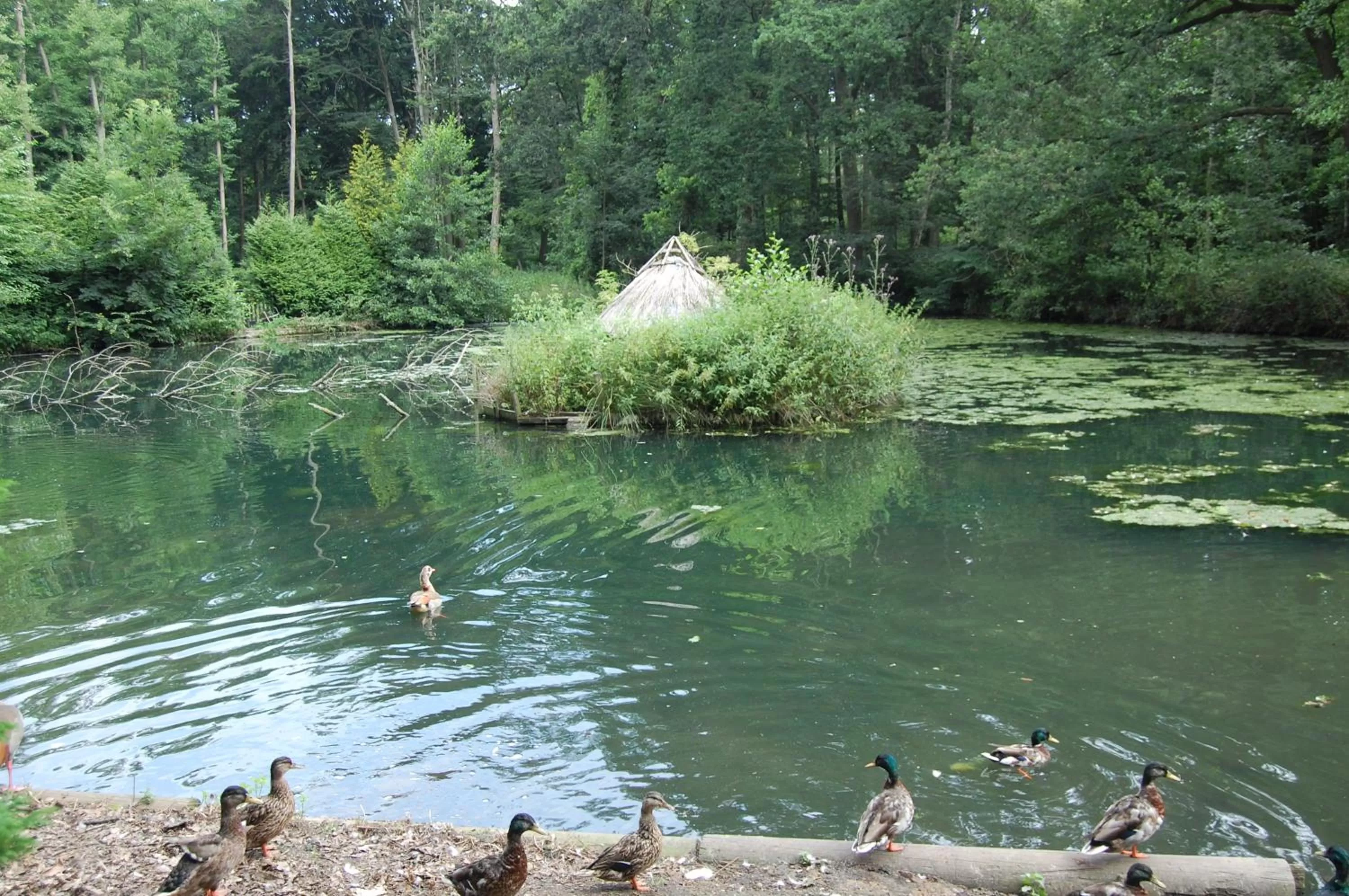 Natural landscape, Other Animals in Restaurant Yamas im Haus Waldesruh