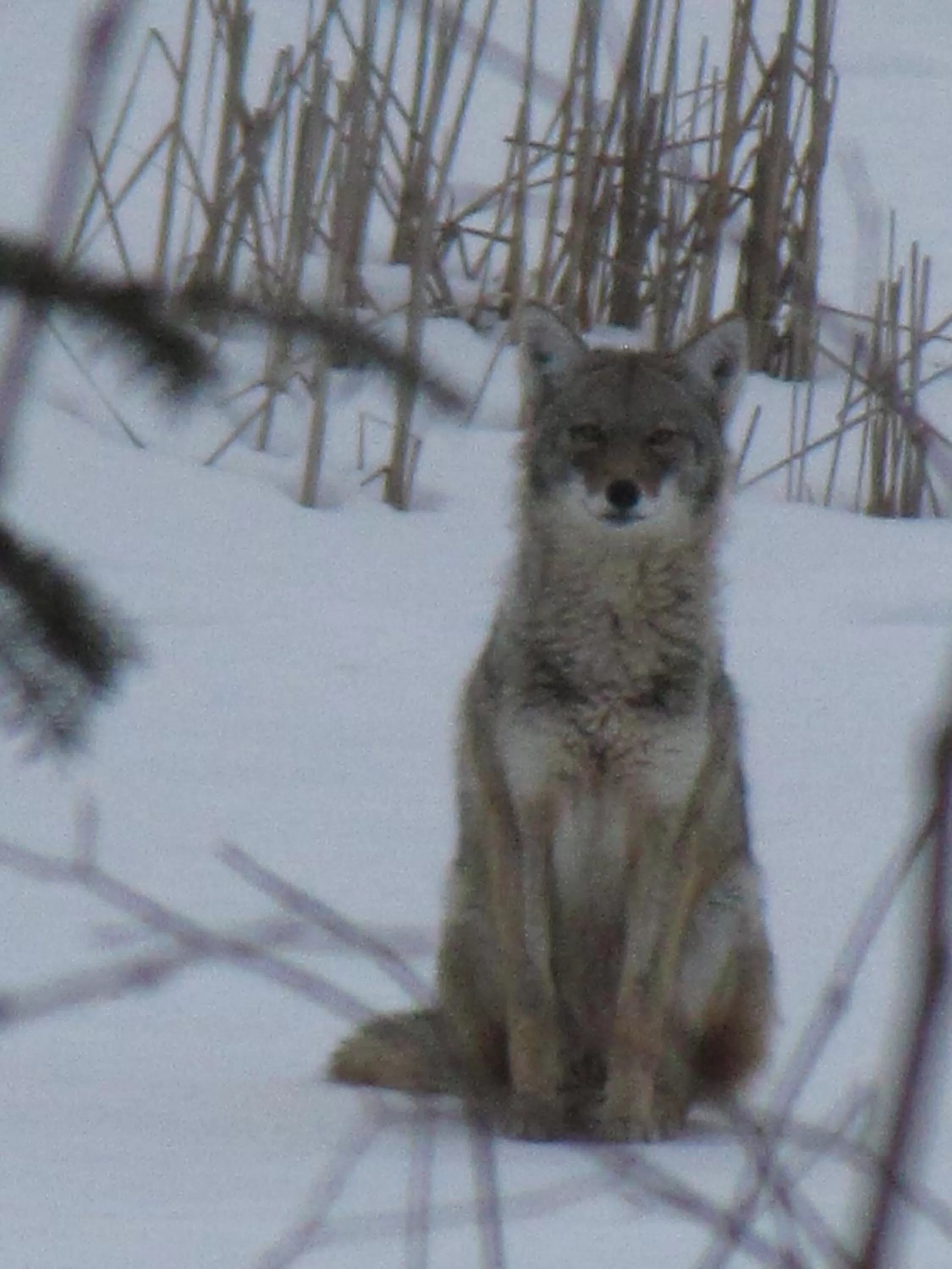 Winter, Other Animals in Shambhala Bed and Breakfast