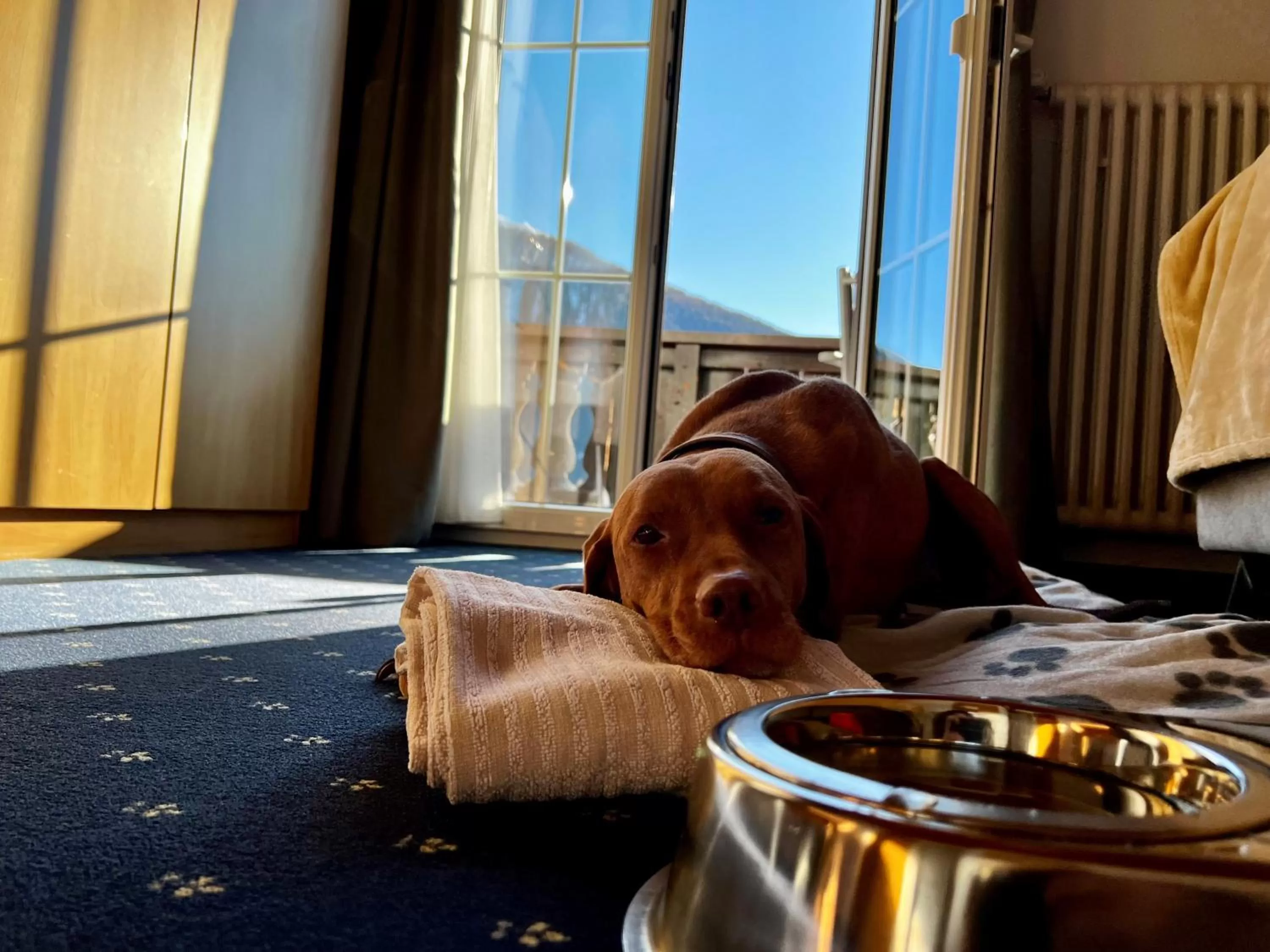 Pets in Hotel Bünda Davos