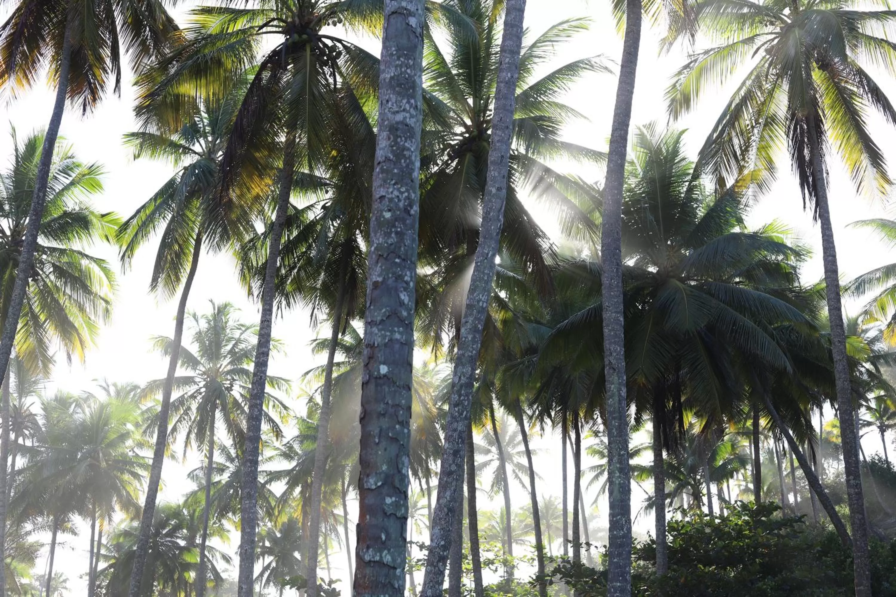 Natural landscape in Barracuda Hotel & Villas