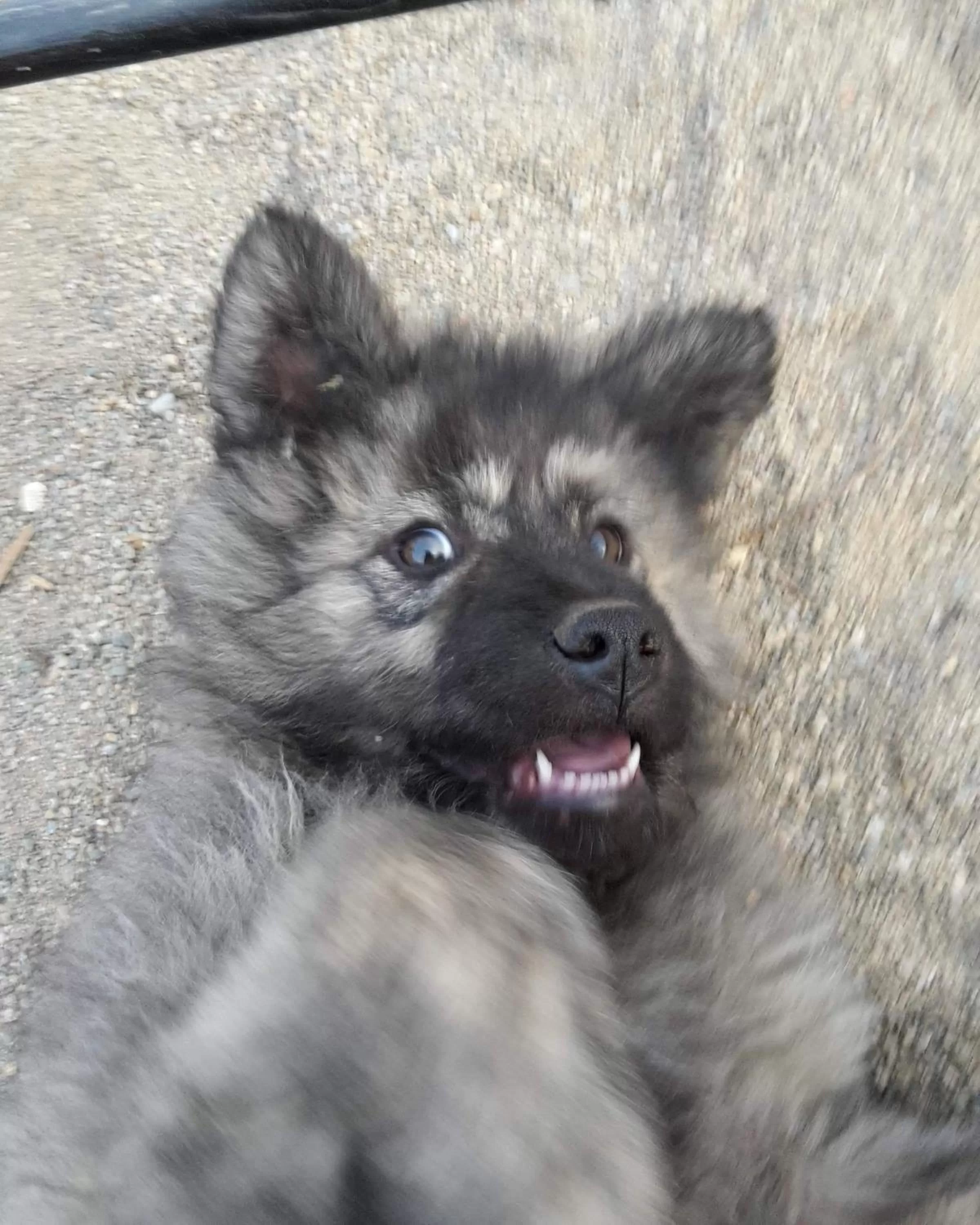 Animals in Etno selo Vile Jefimija, selo Preobrazenje, Vranje