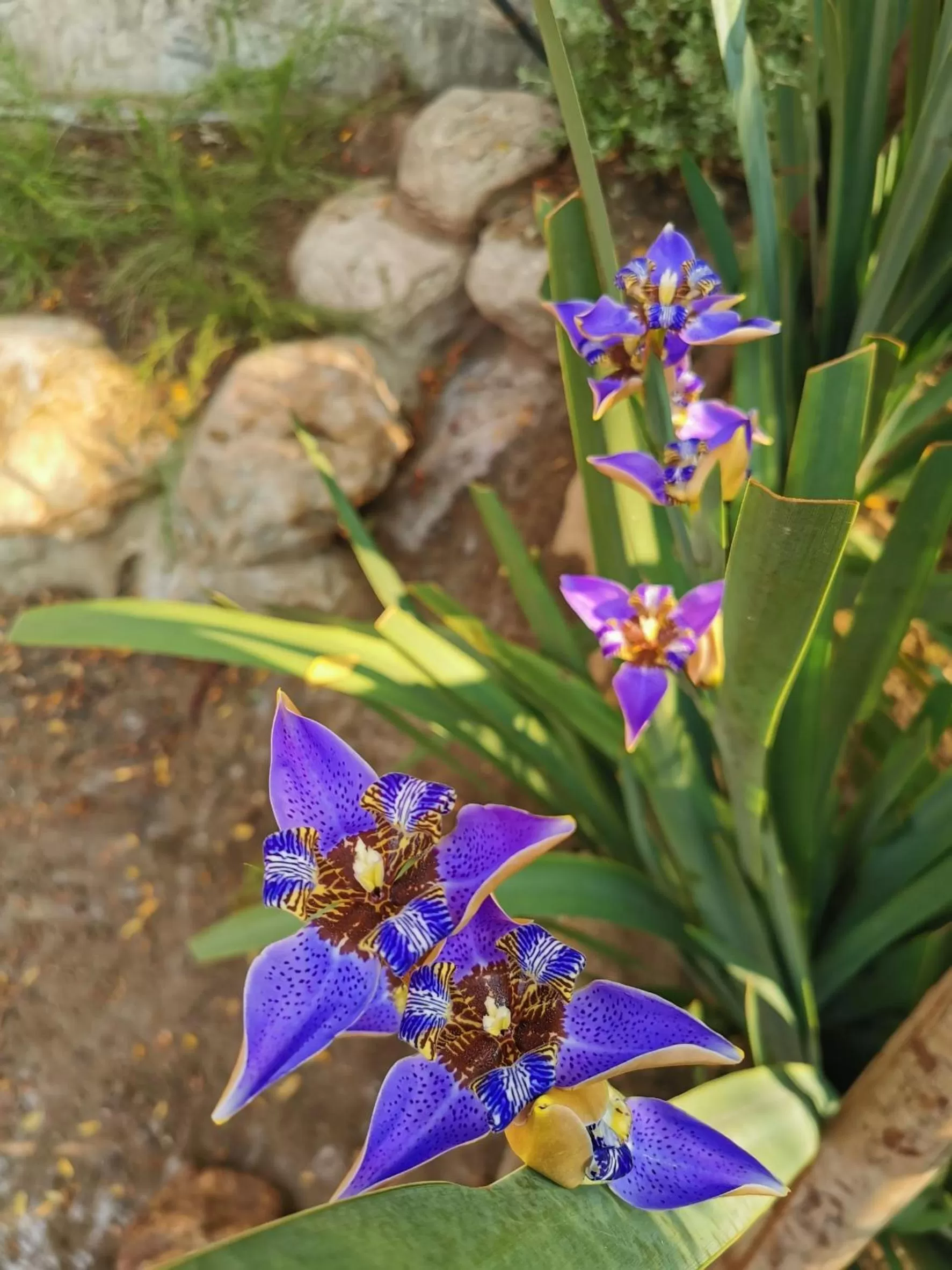 Garden in Proud Phu Fah Muang Chiang Mai