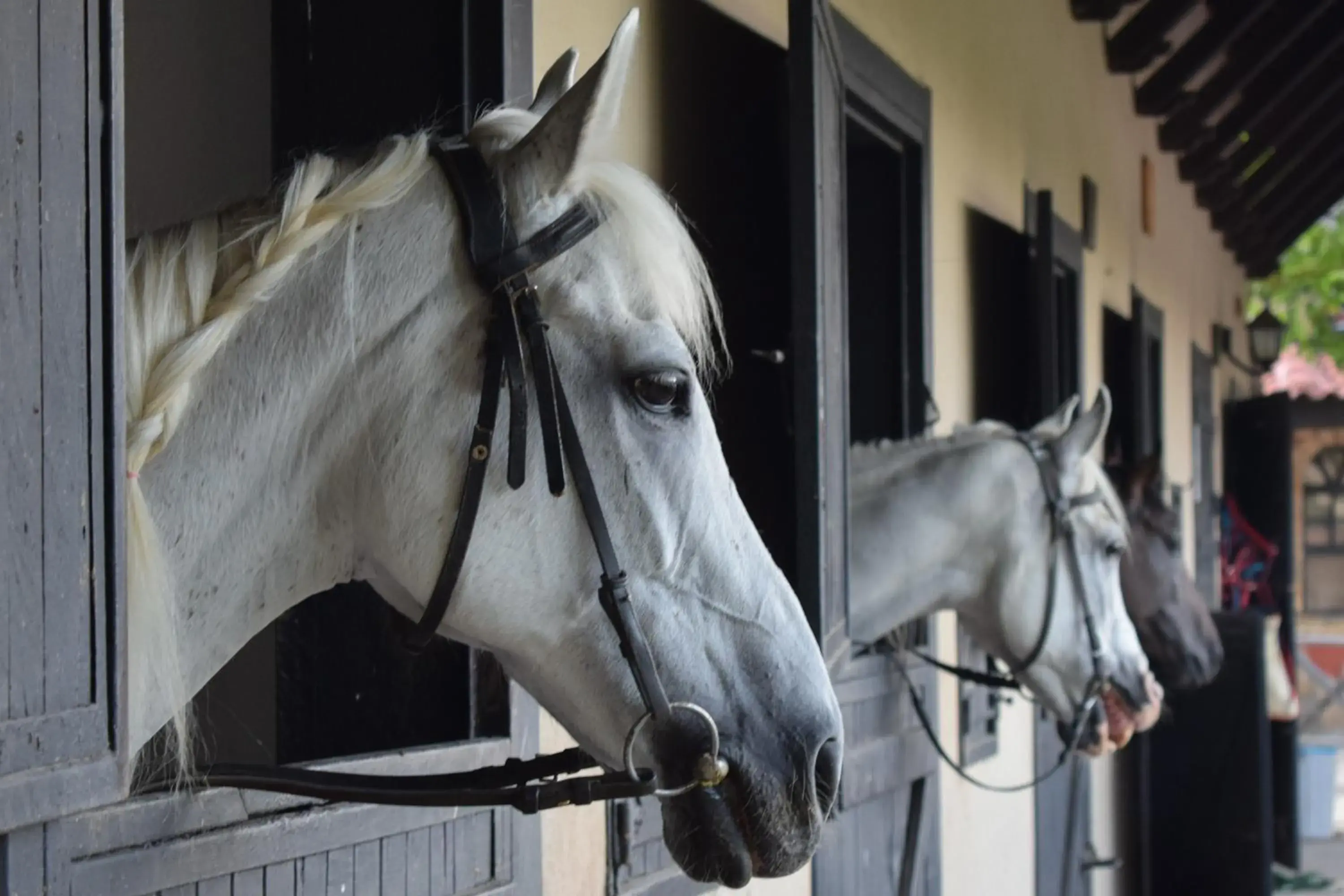 Horse-riding, Other Animals in Hotel Berke Ranch&Nature