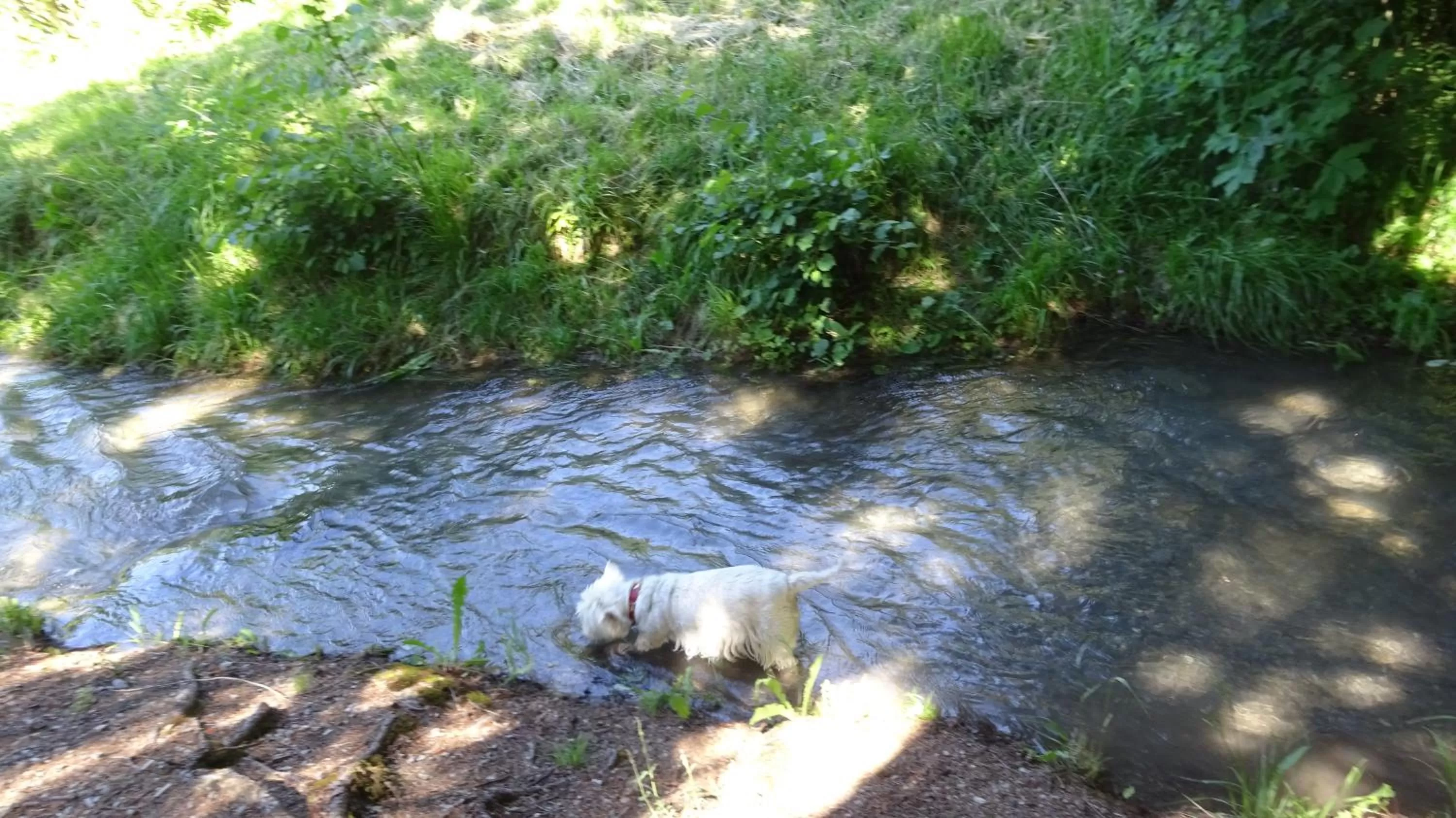 Activities, Other Animals in la grange à Caroline
