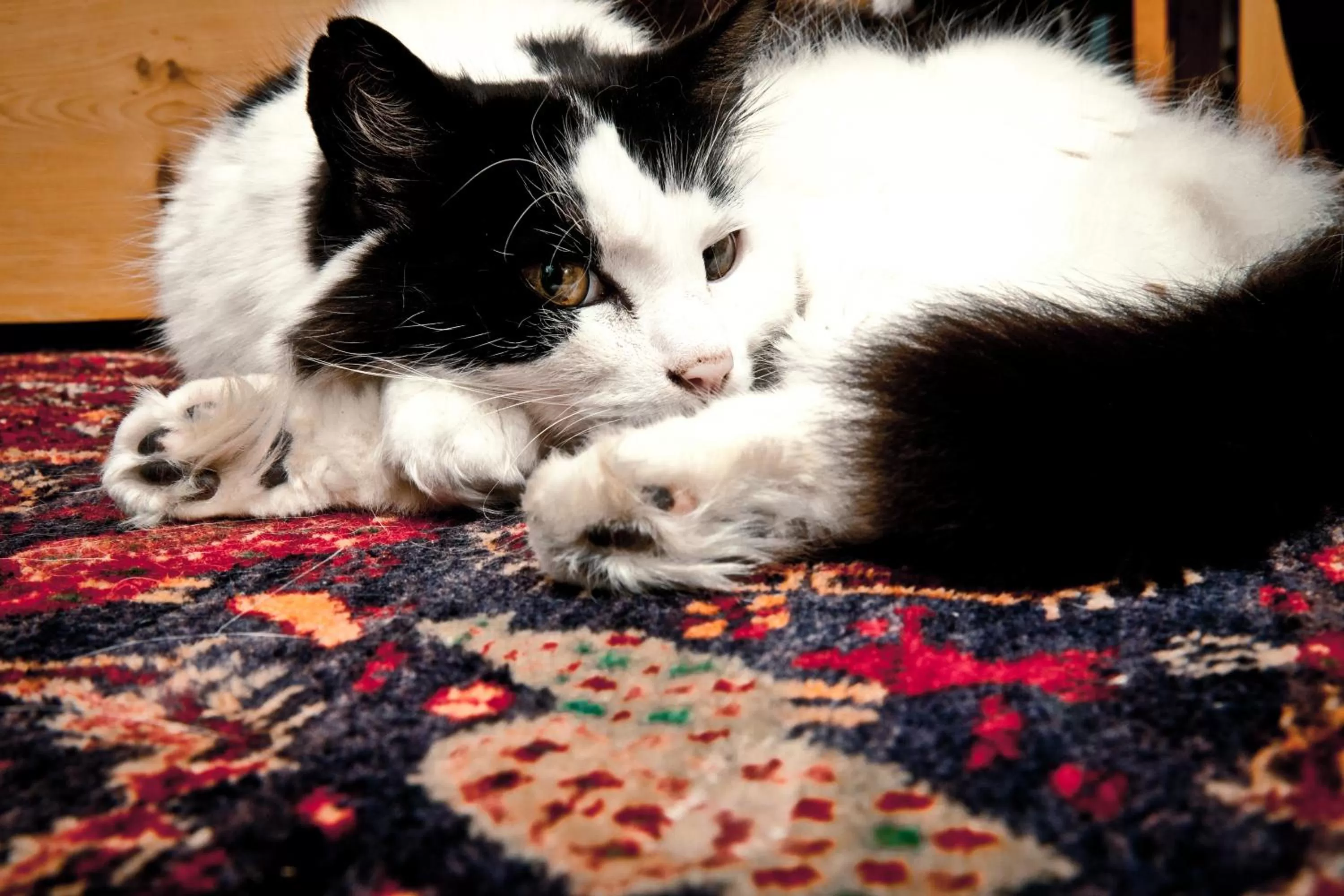 Animals in Brighton House