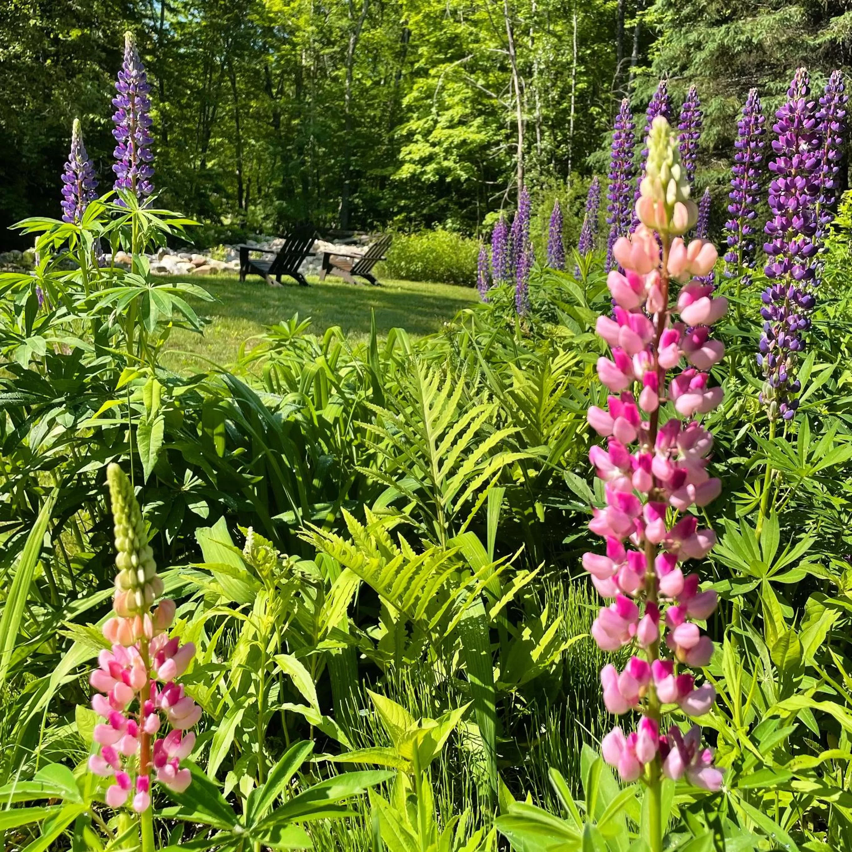 Garden in Toll Road Inn