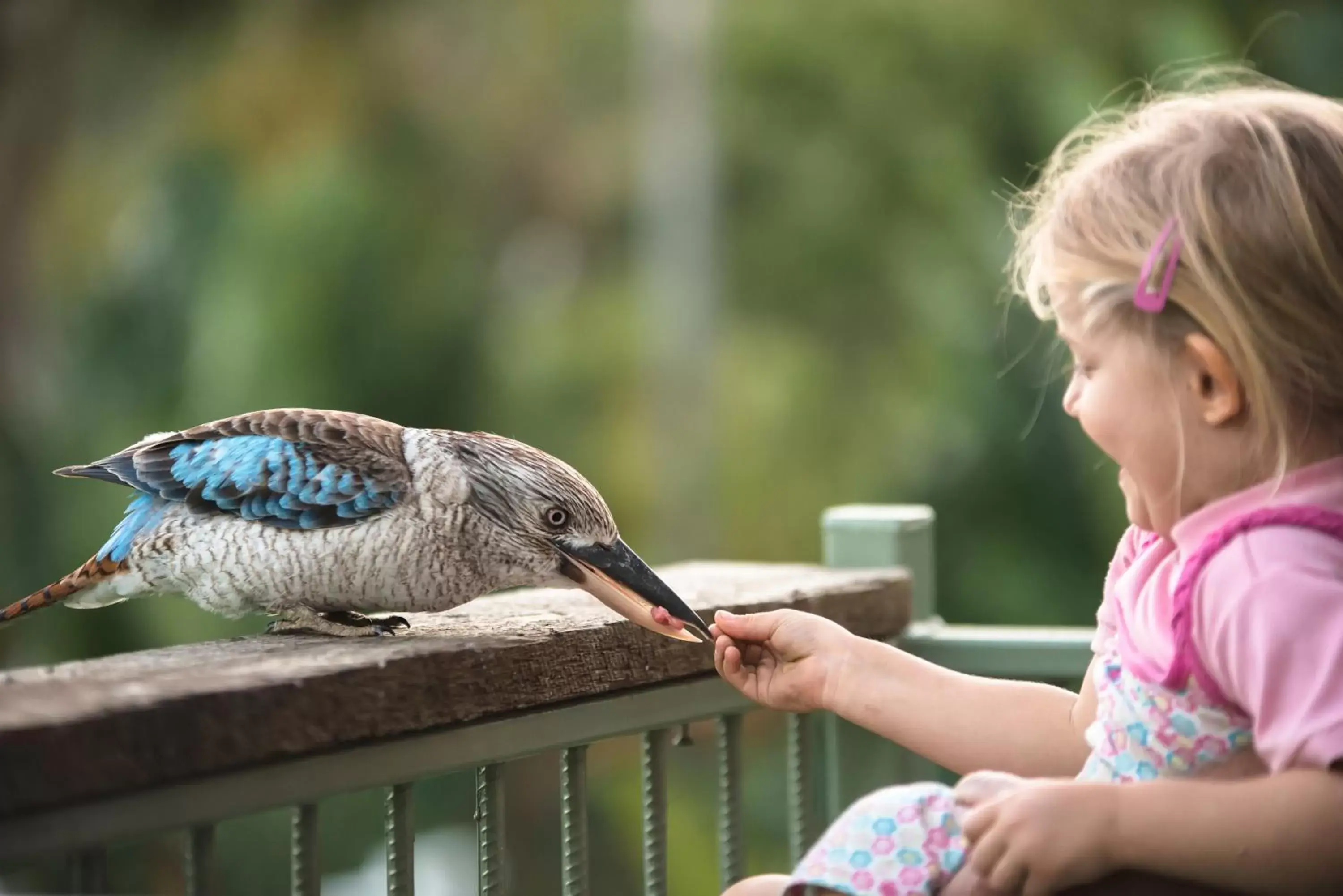 Other Animals in Amaroo On Mandalay