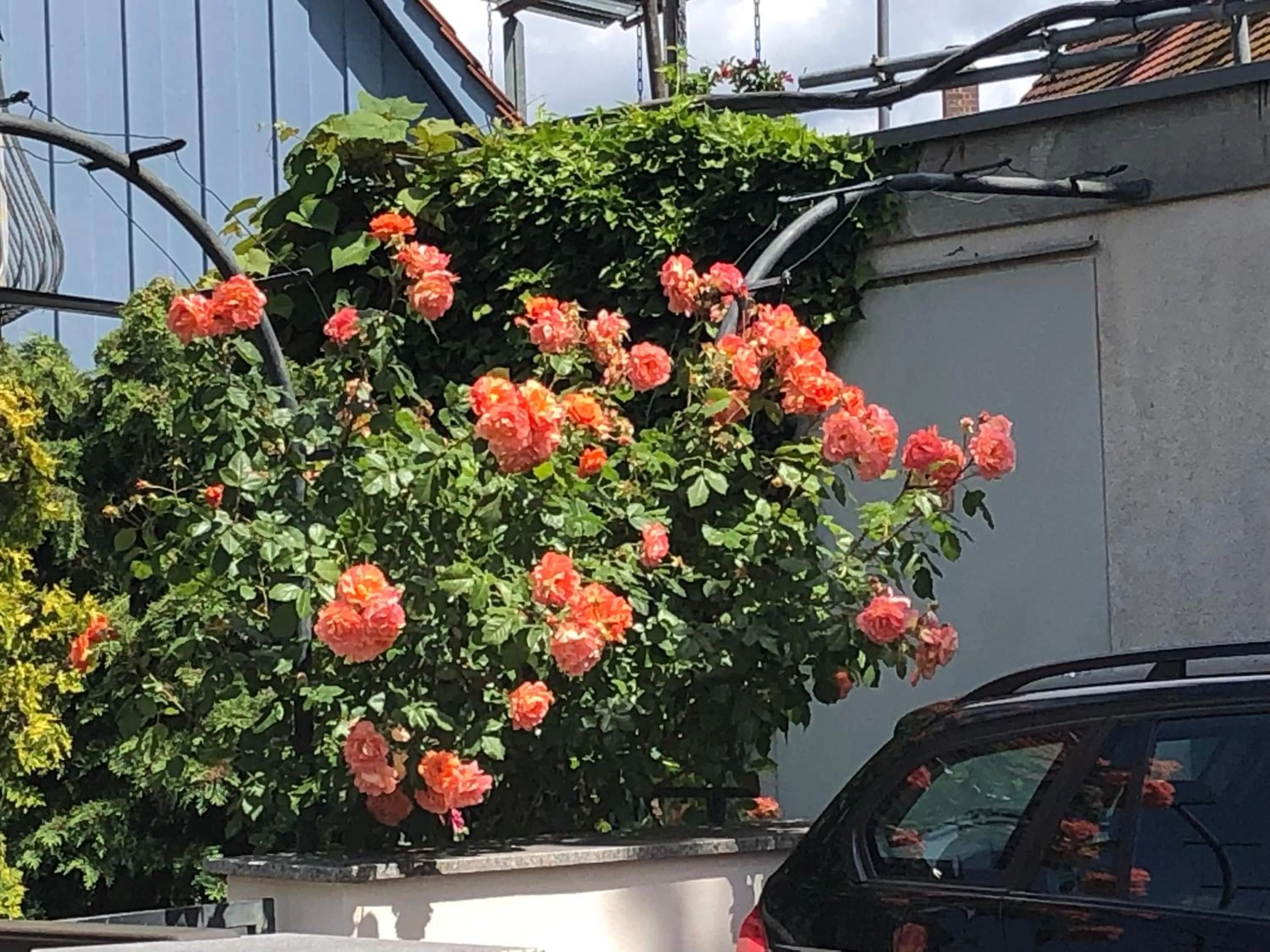 Hotel Zum Kastanienbaum