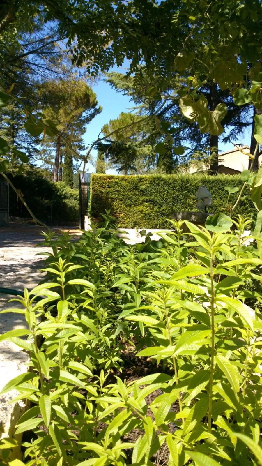 Garden in Les Verveines de Vaison