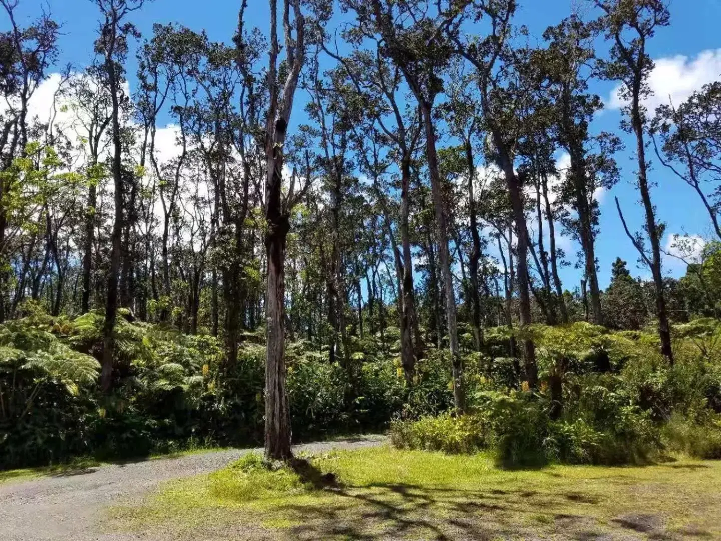 Garden in Volcano Forest Inn