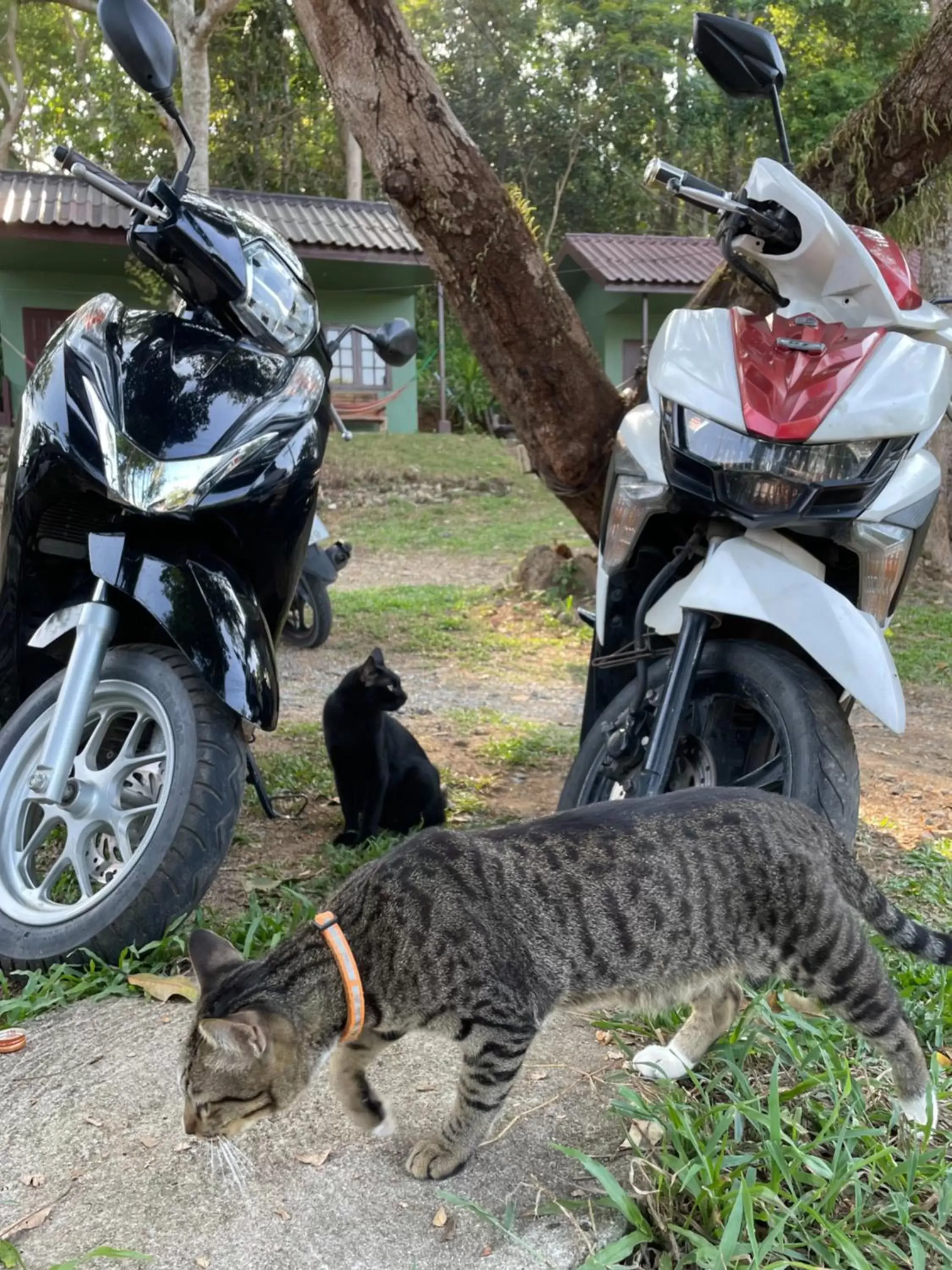 Pets, Other Animals in Cliff Cottage