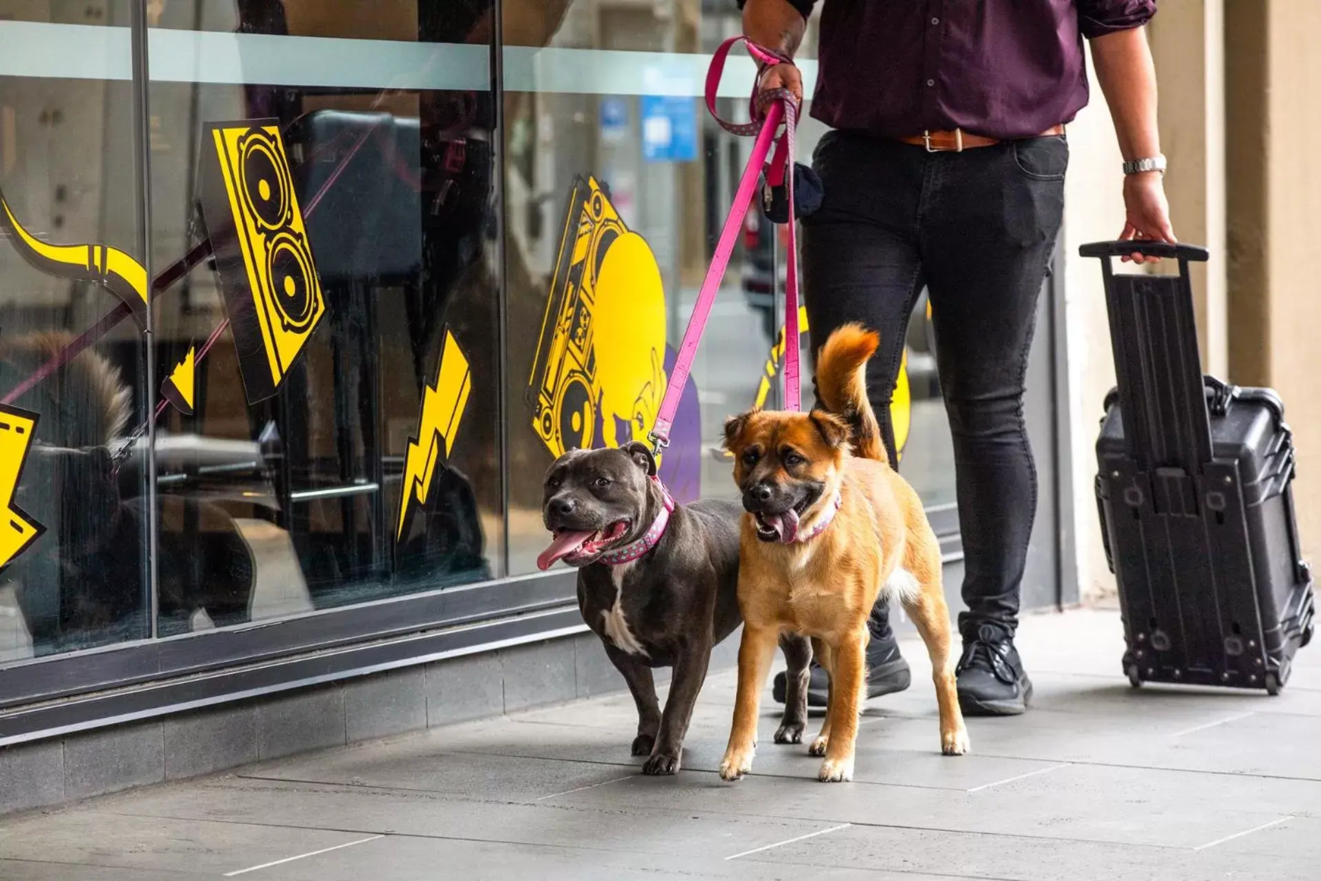 Pets in Ink Hotel Melbourne Southbank