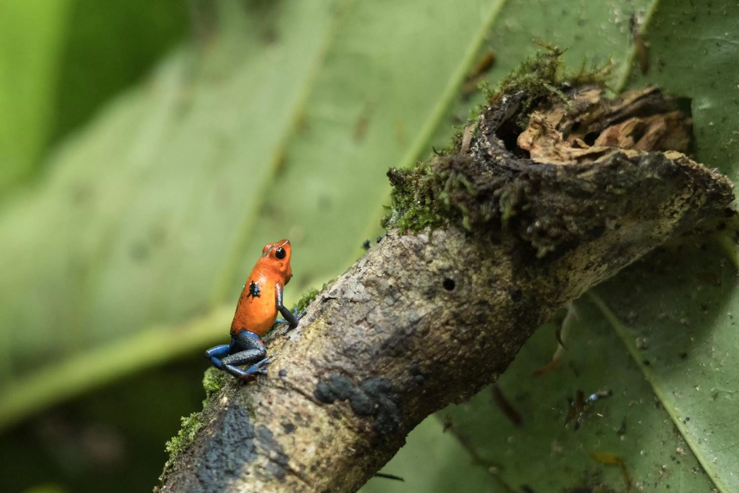 Animals, Other Animals in Cabañas del Rio