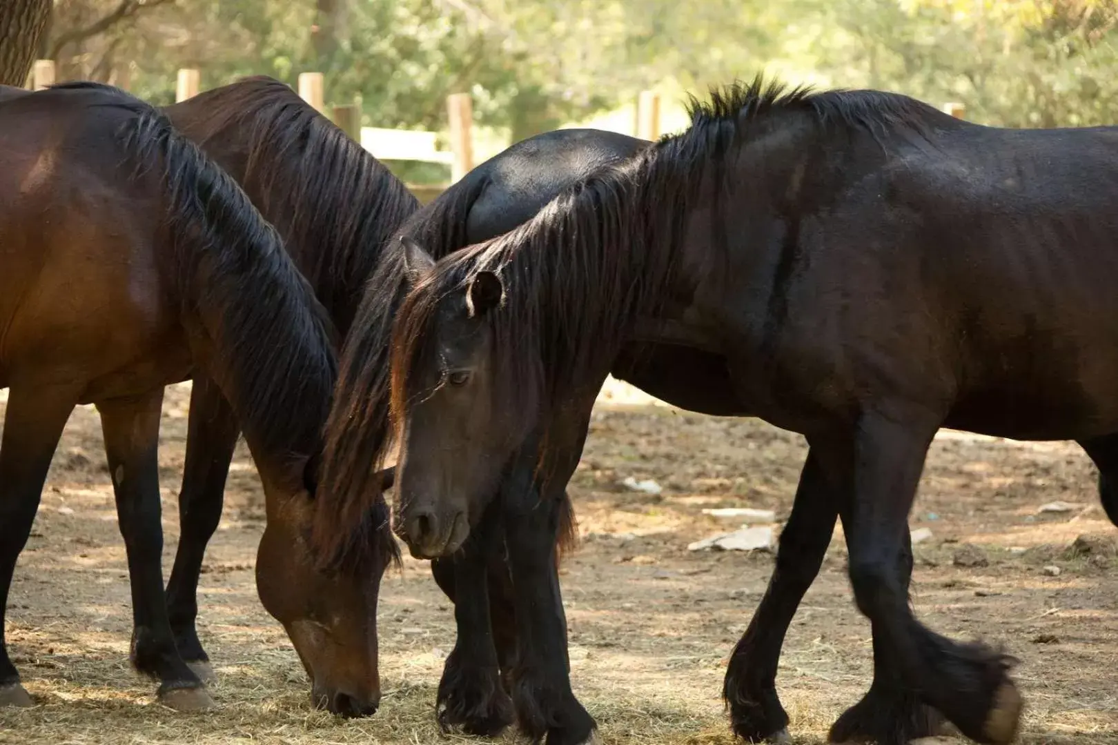 Pets, Other Animals in La Villa Vicha, The Originals Relais