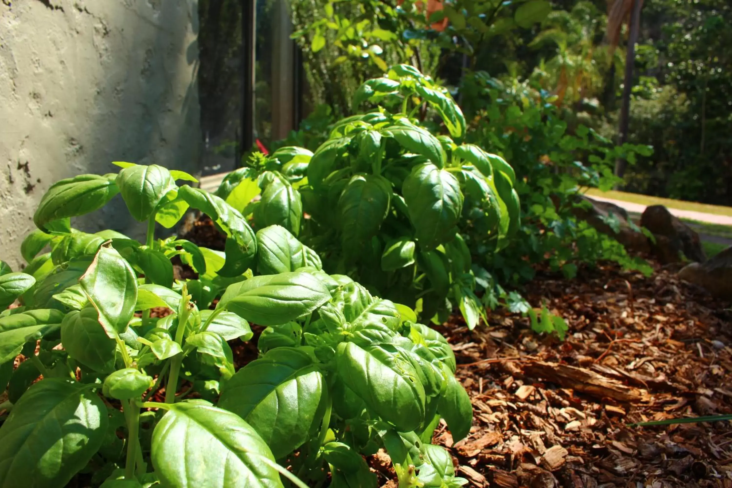 Garden in Korora Bay Village Resort