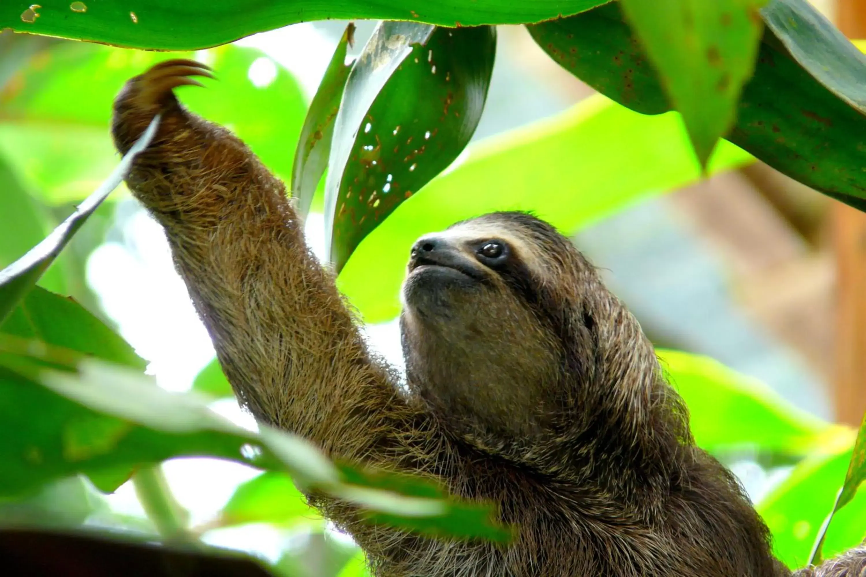 Day, Other Animals in Costa Rica Surf Camp by SUPERbrand