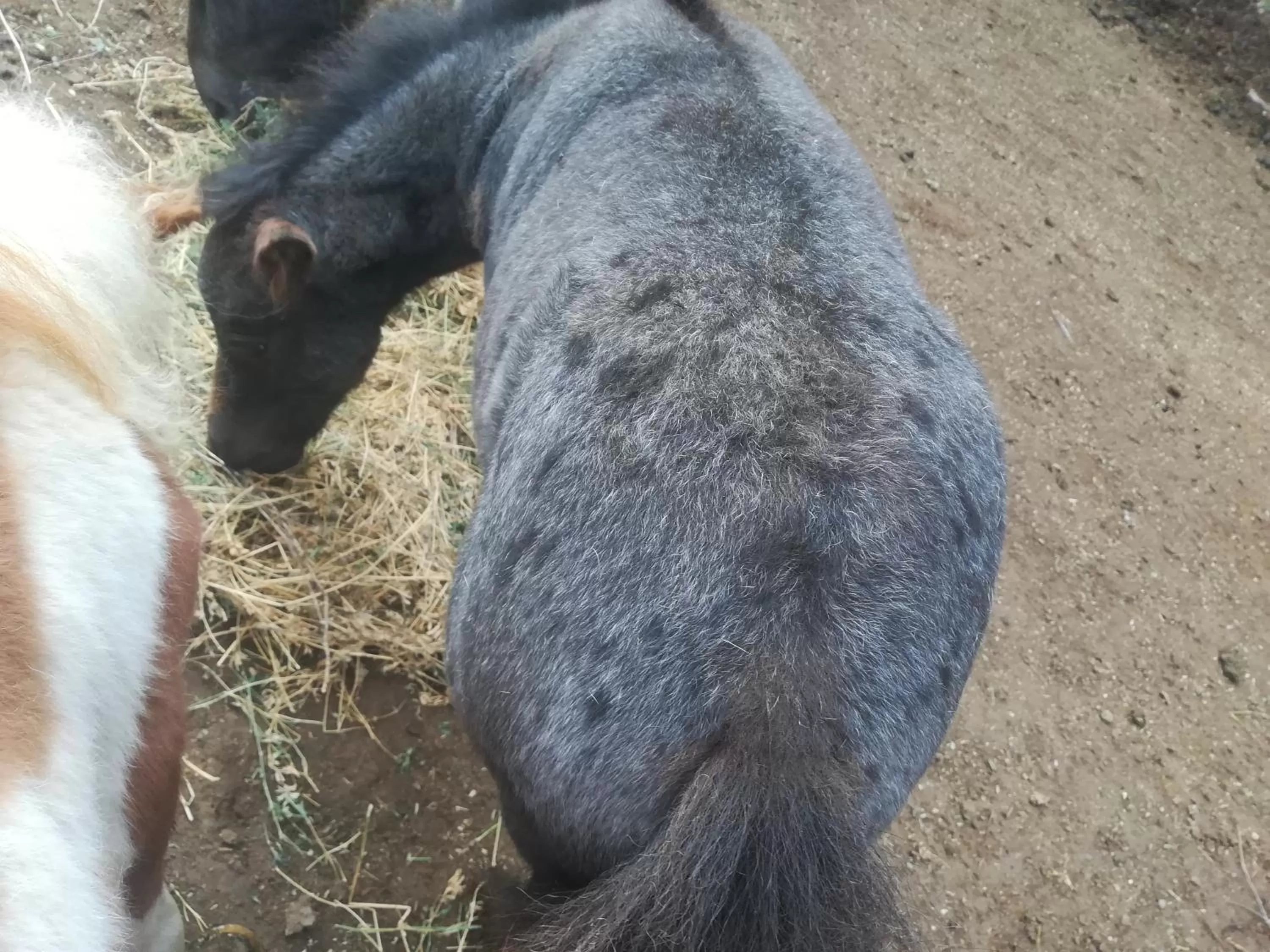 Animals in Etno selo Vile Jefimija, selo Preobrazenje, Vranje