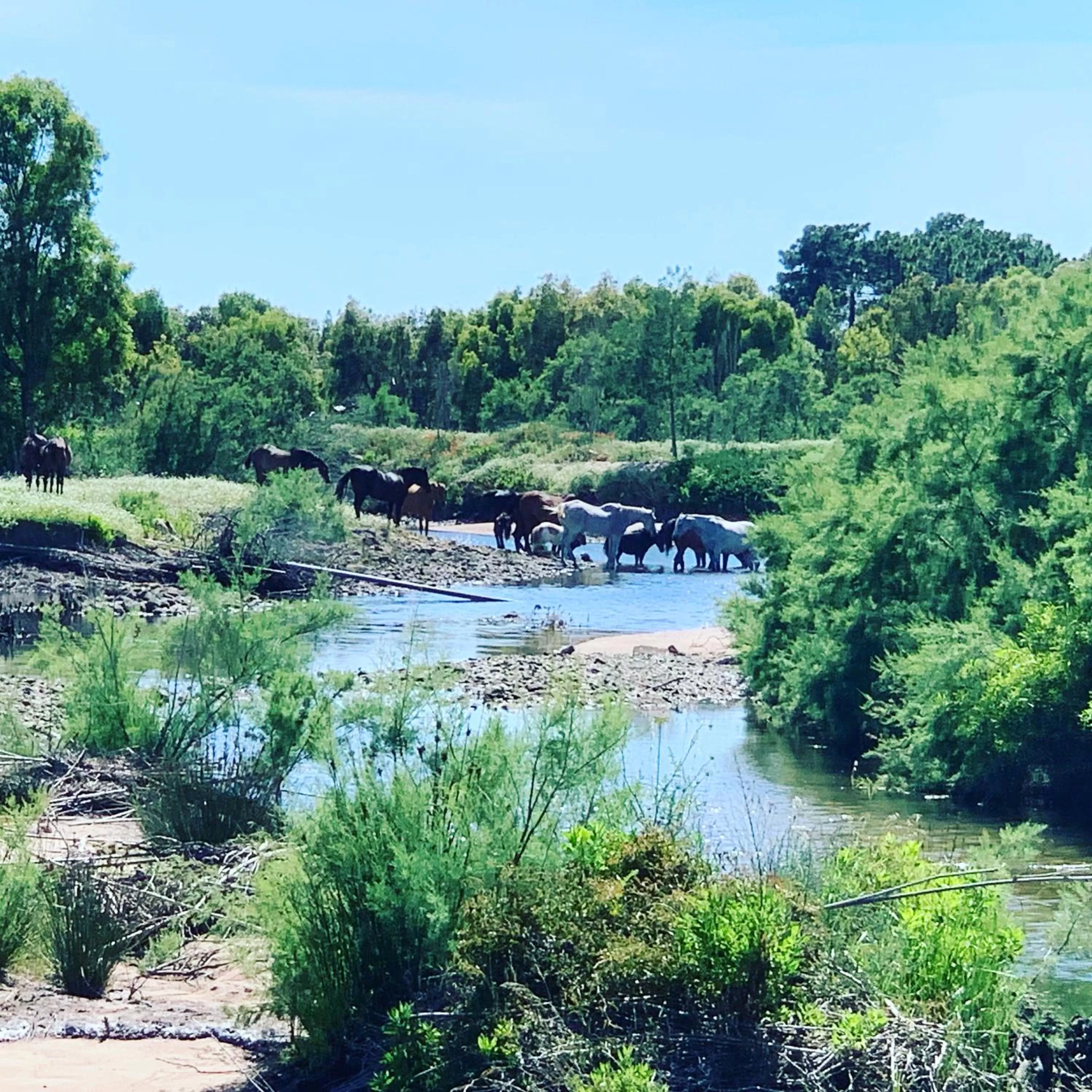 Natural landscape in Restaurant - Chambres d'Hôtes Terra Bella Lecci