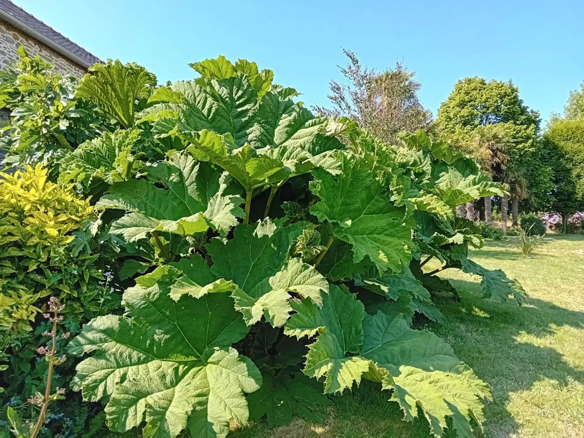 Garden in Le Manoir de Kérofil ** Gîte et chambres d'hôtes **