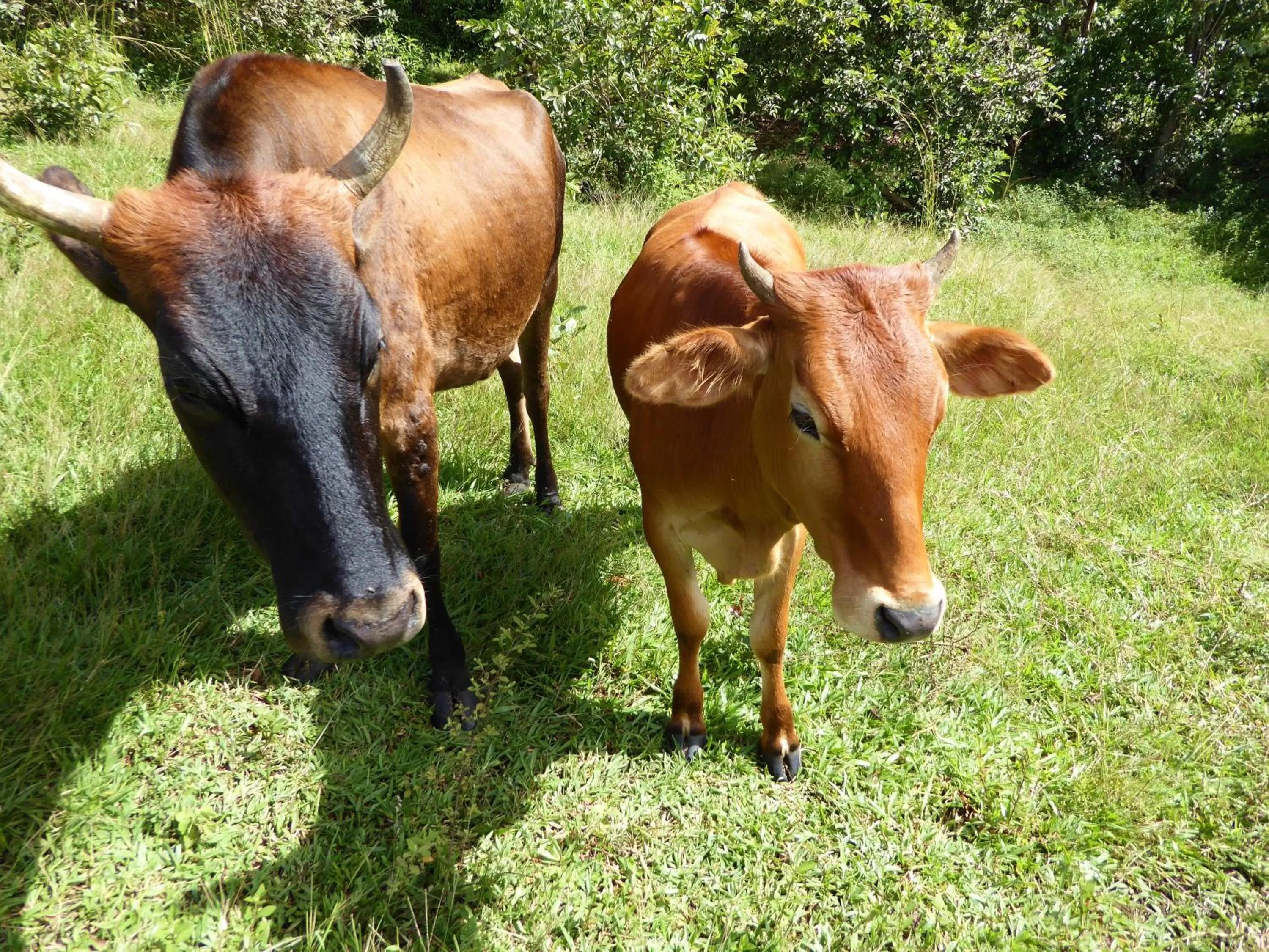 Pets in Finca El Cielo