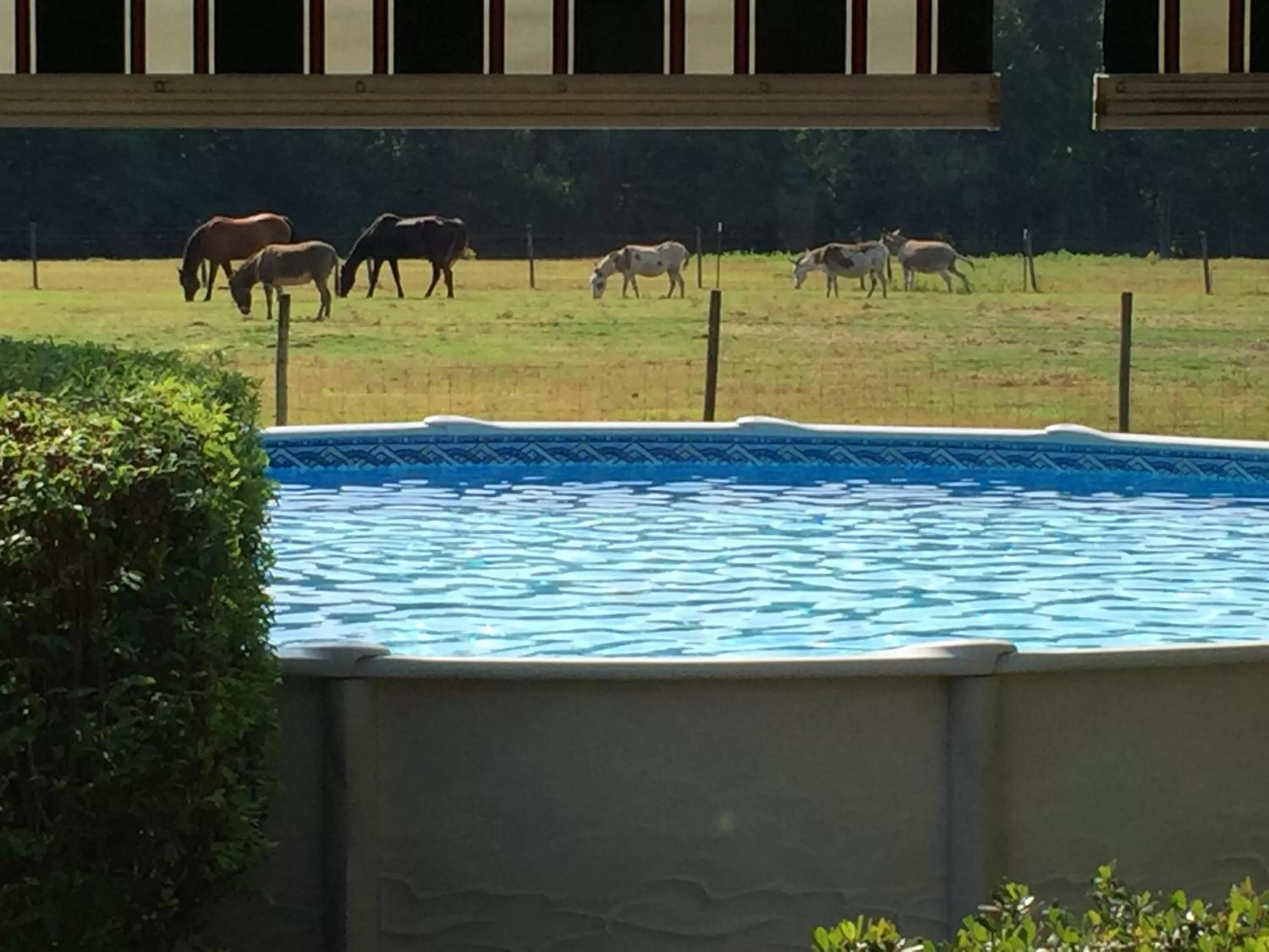 Animals, Swimming Pool in Dublin Farm