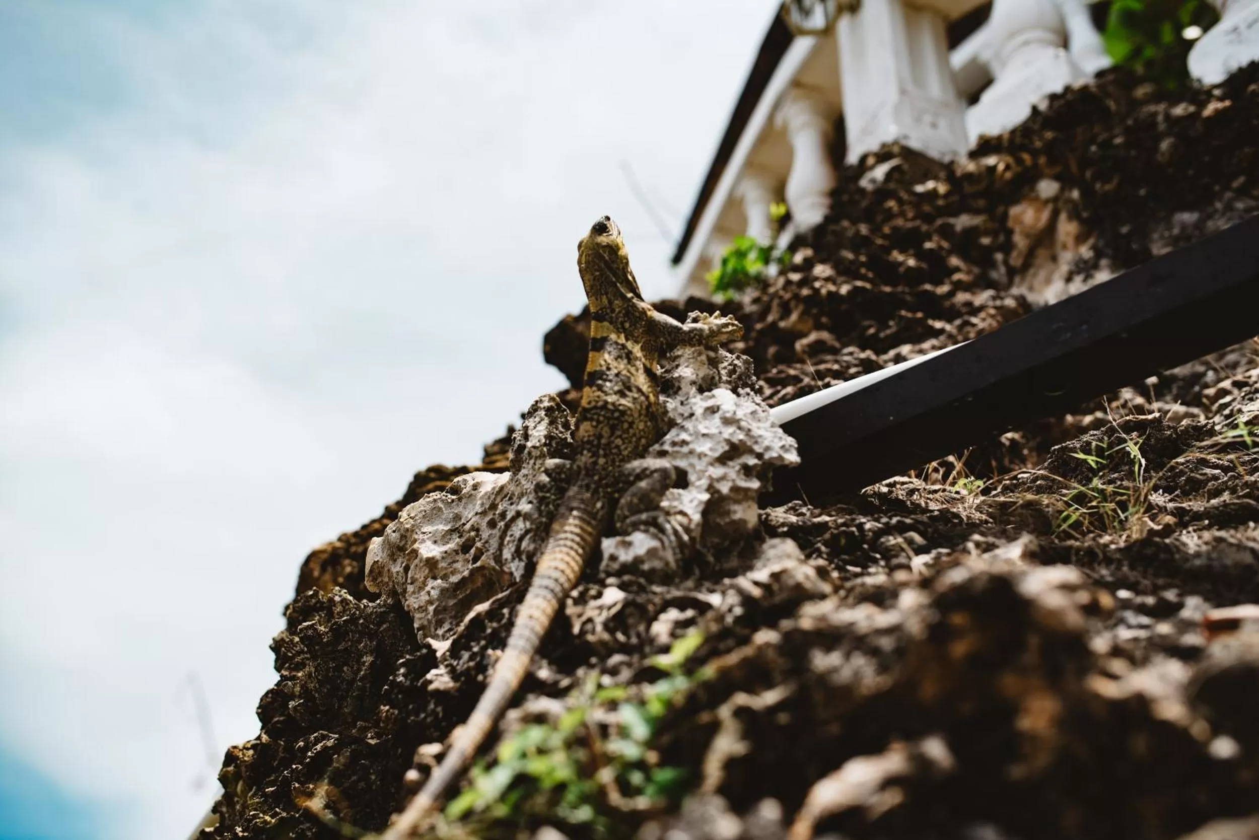 Pets in The Rock House Eco