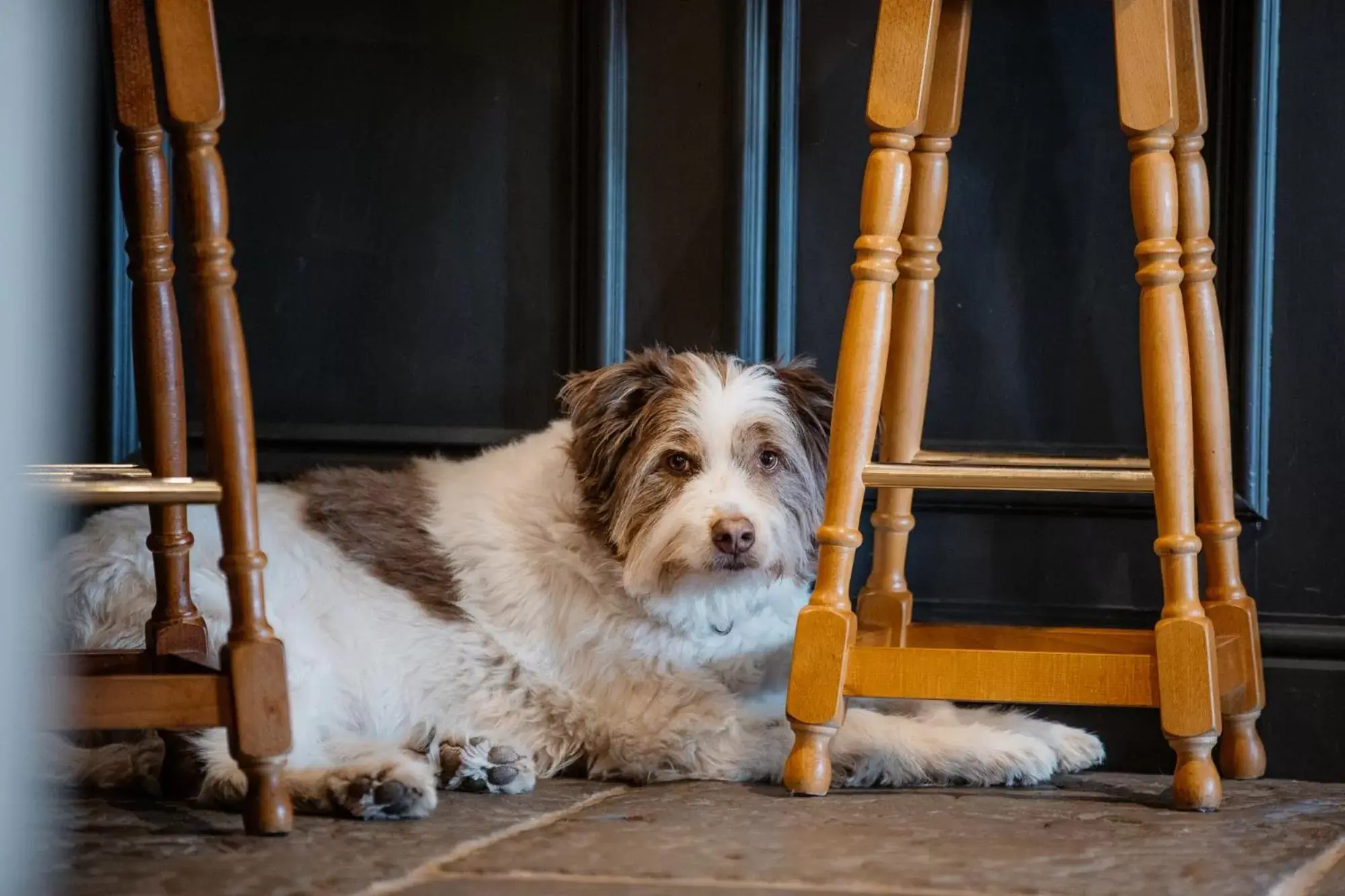 Natural landscape, Pets in The Howard Arms