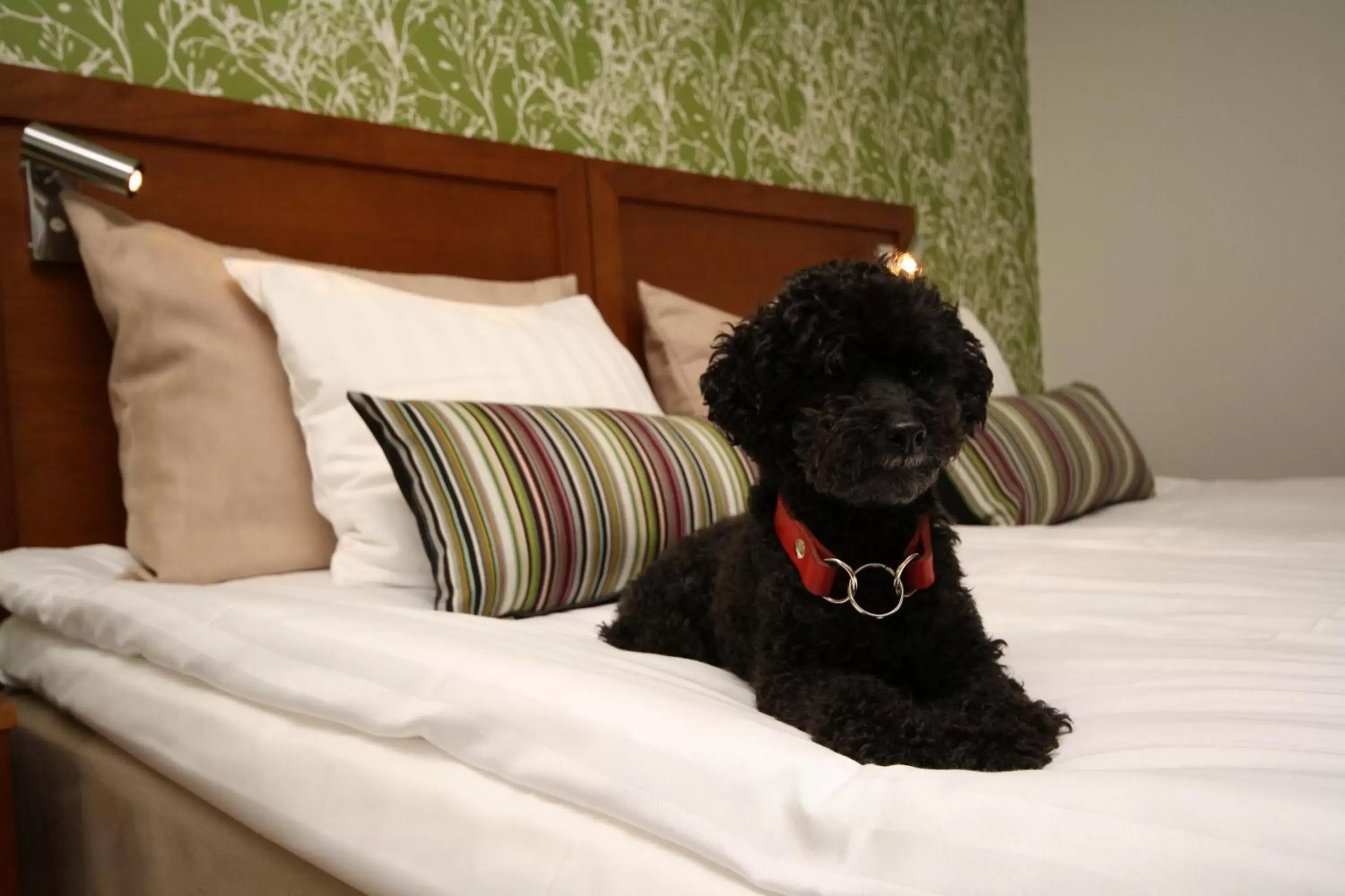 Pets, Bed in Hotell Conrad