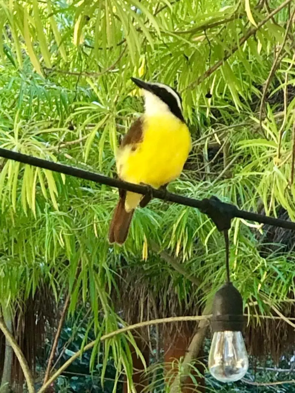 Natural landscape, Other Animals in Isabella Boutique Hotel