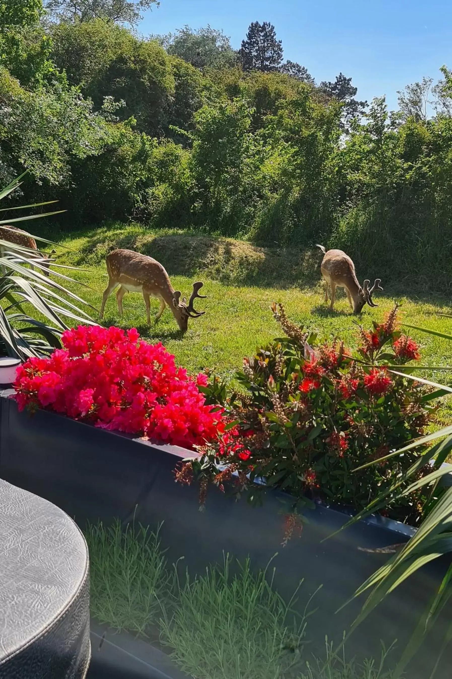 Garden in B&B het duinhuisje met jacuzzi