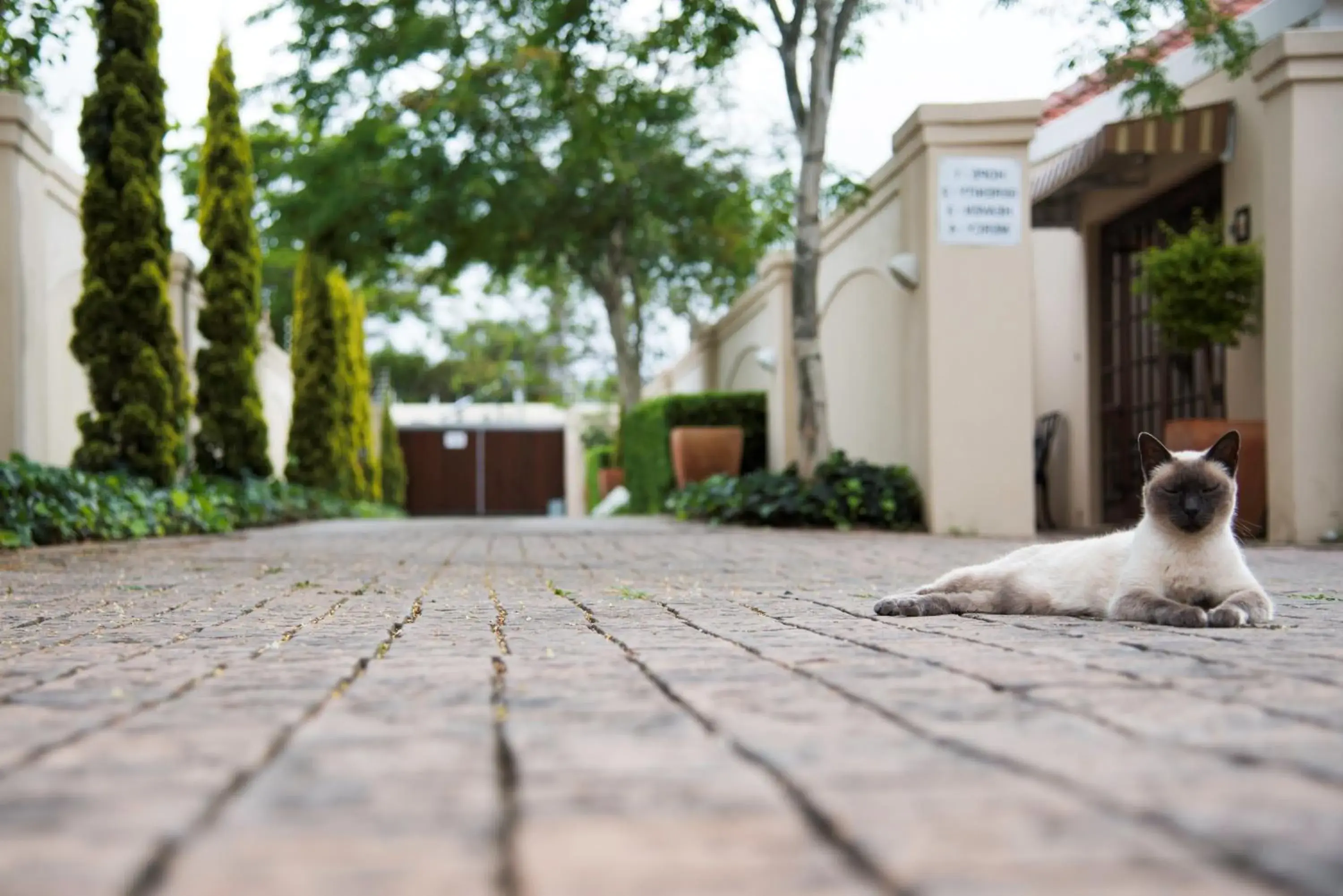 Pets in Arum Guest House