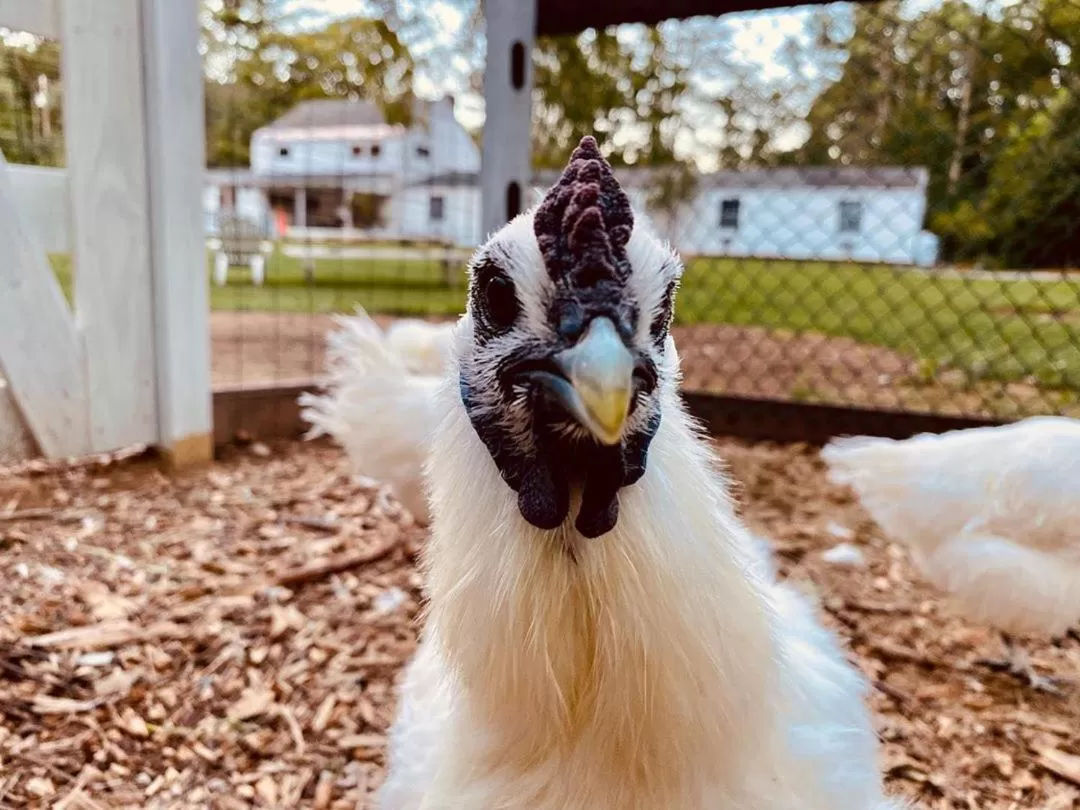 Arcady Mountain Motor Lodge