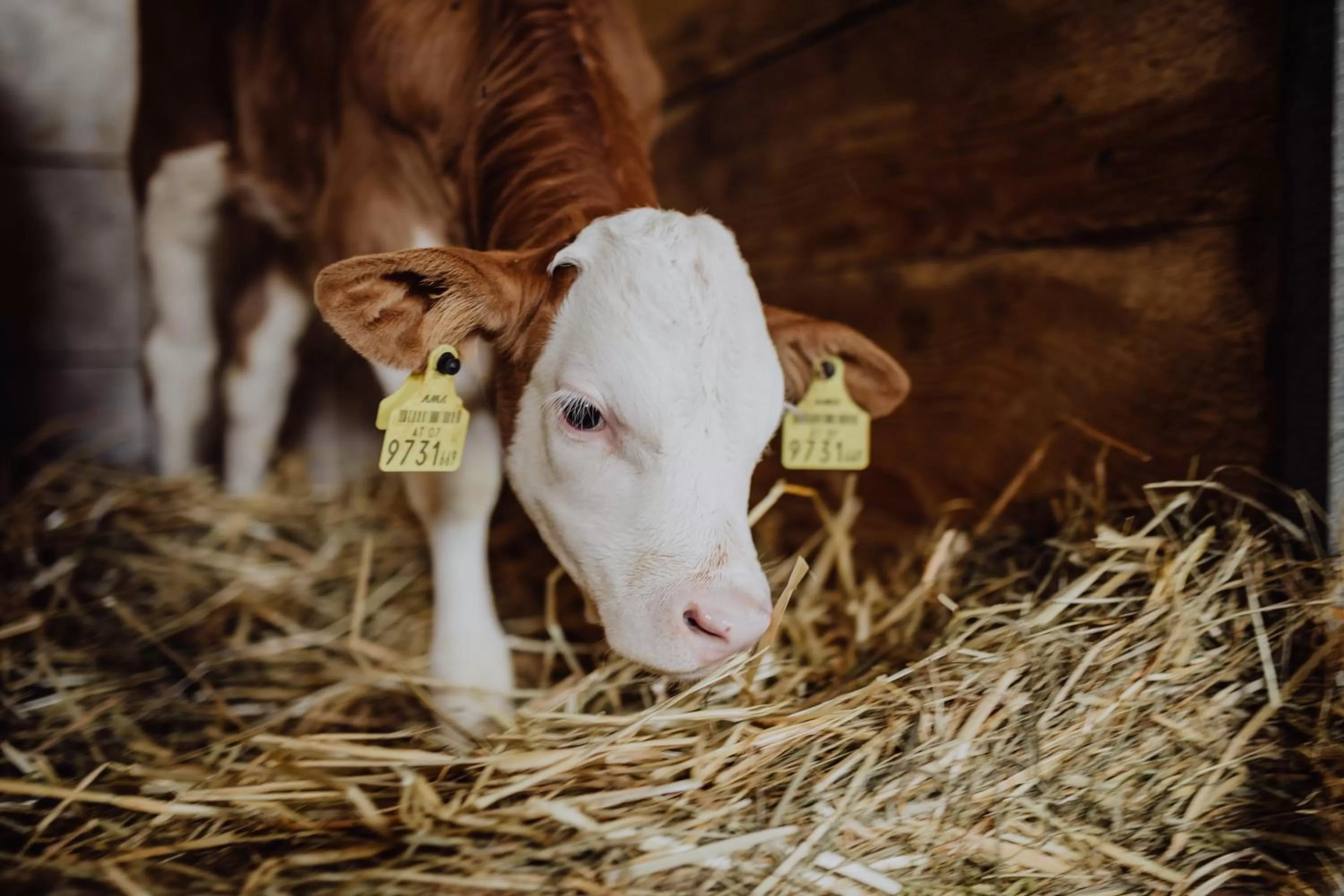 Animals, Pets in Panorama Hotel Gasthof Leidingerhof