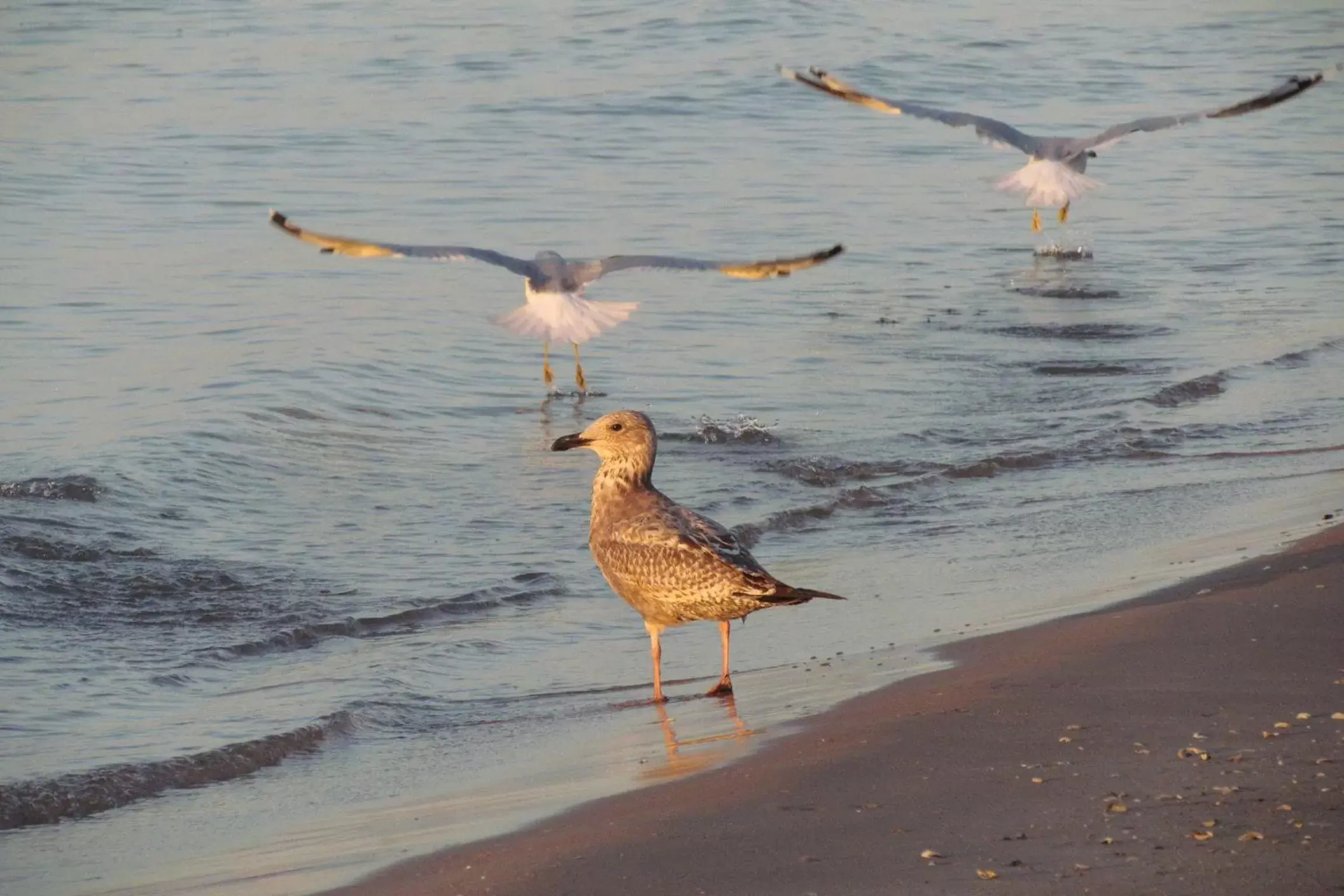 Other, Other Animals in Lighthouse Inn - Two Rivers