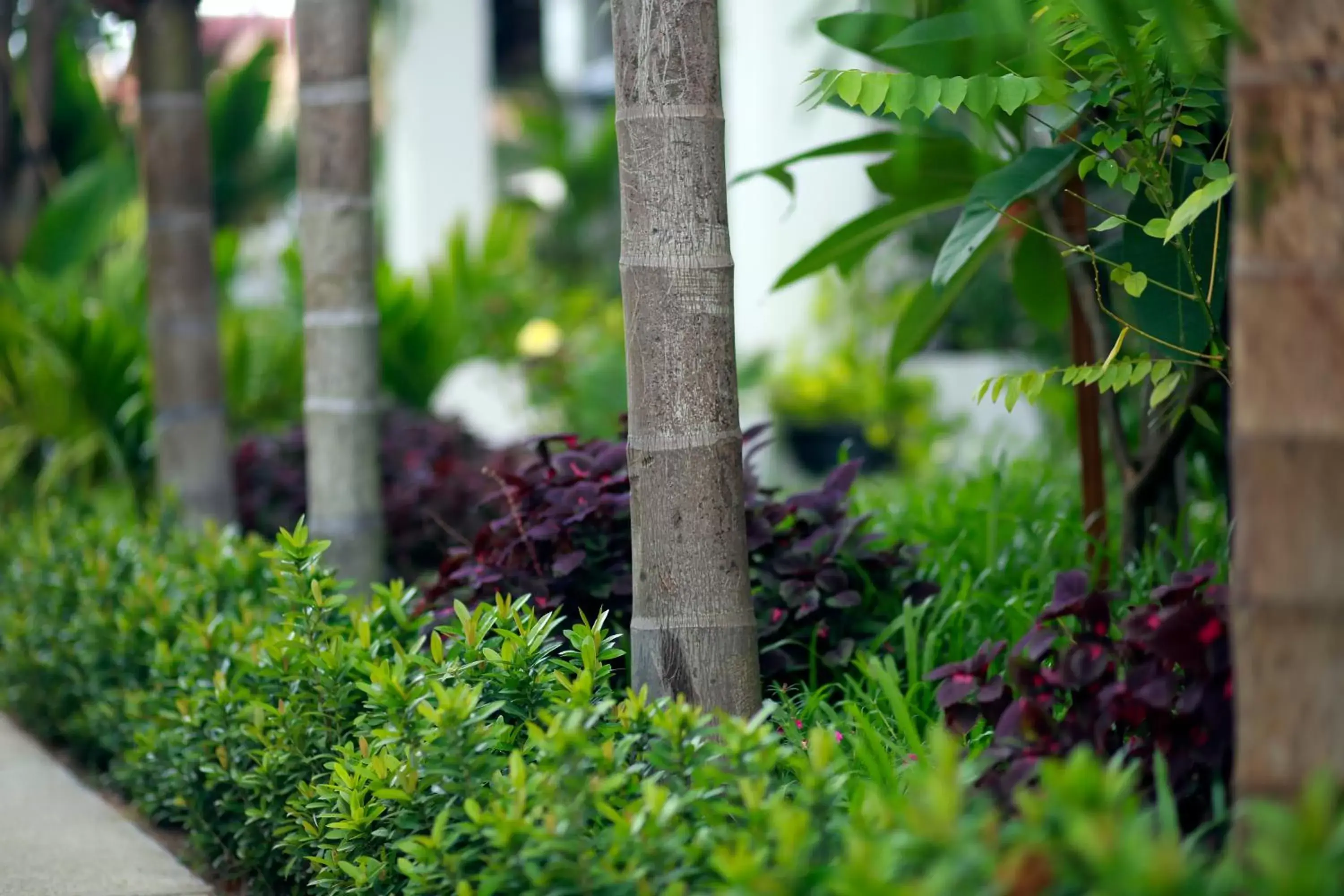 Facade/entrance, Garden in Khmer Mansion Boutique Hotel