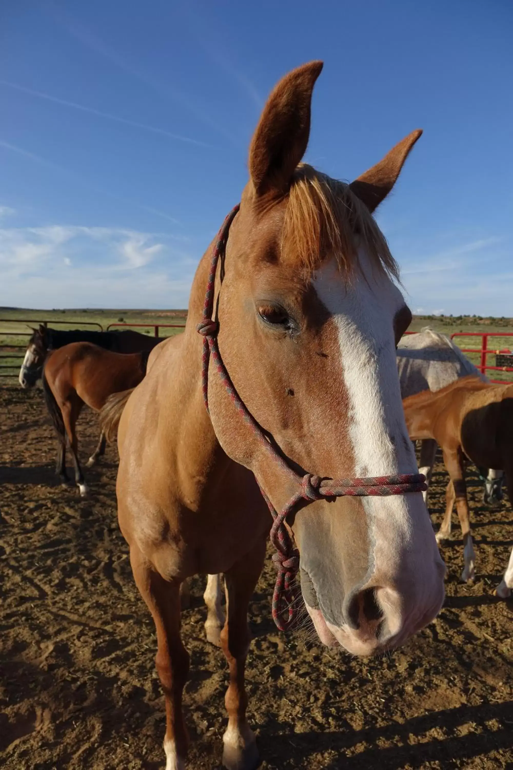 Animals, Other Animals in Shash Dine' EcoRetreat