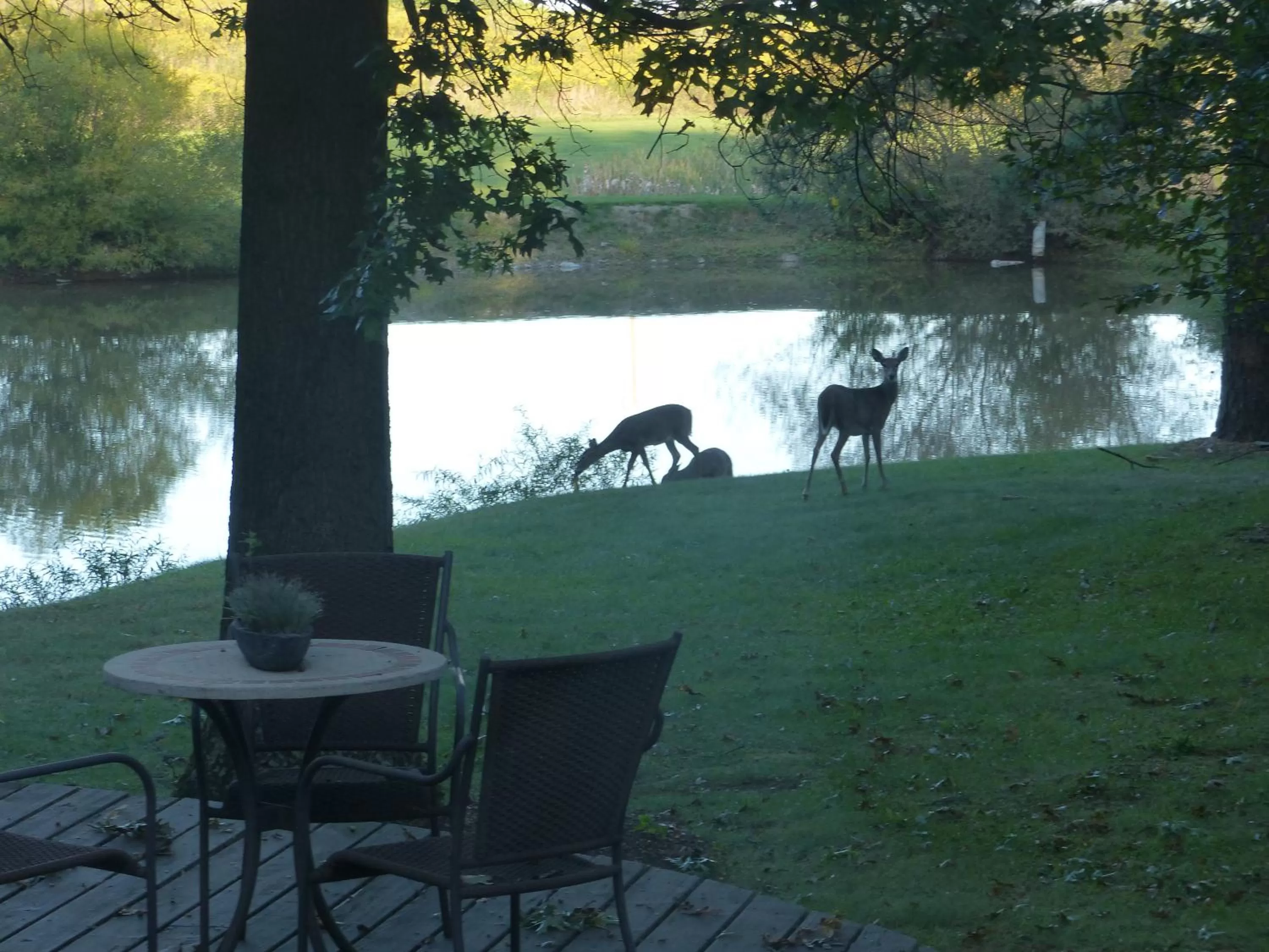Animals, Garden in The Inn at White Oak