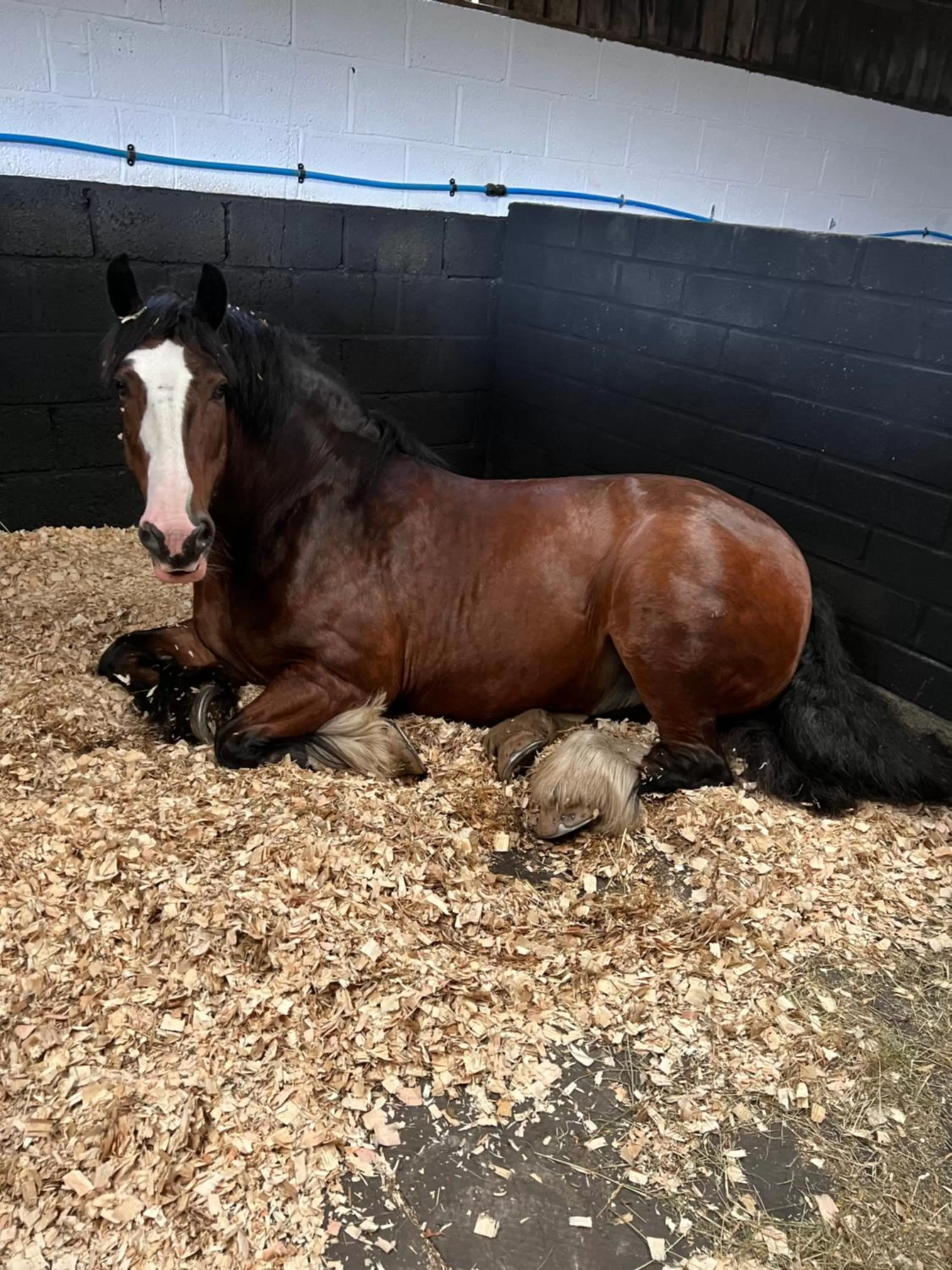 Pets, Other Animals in Beudy Bach