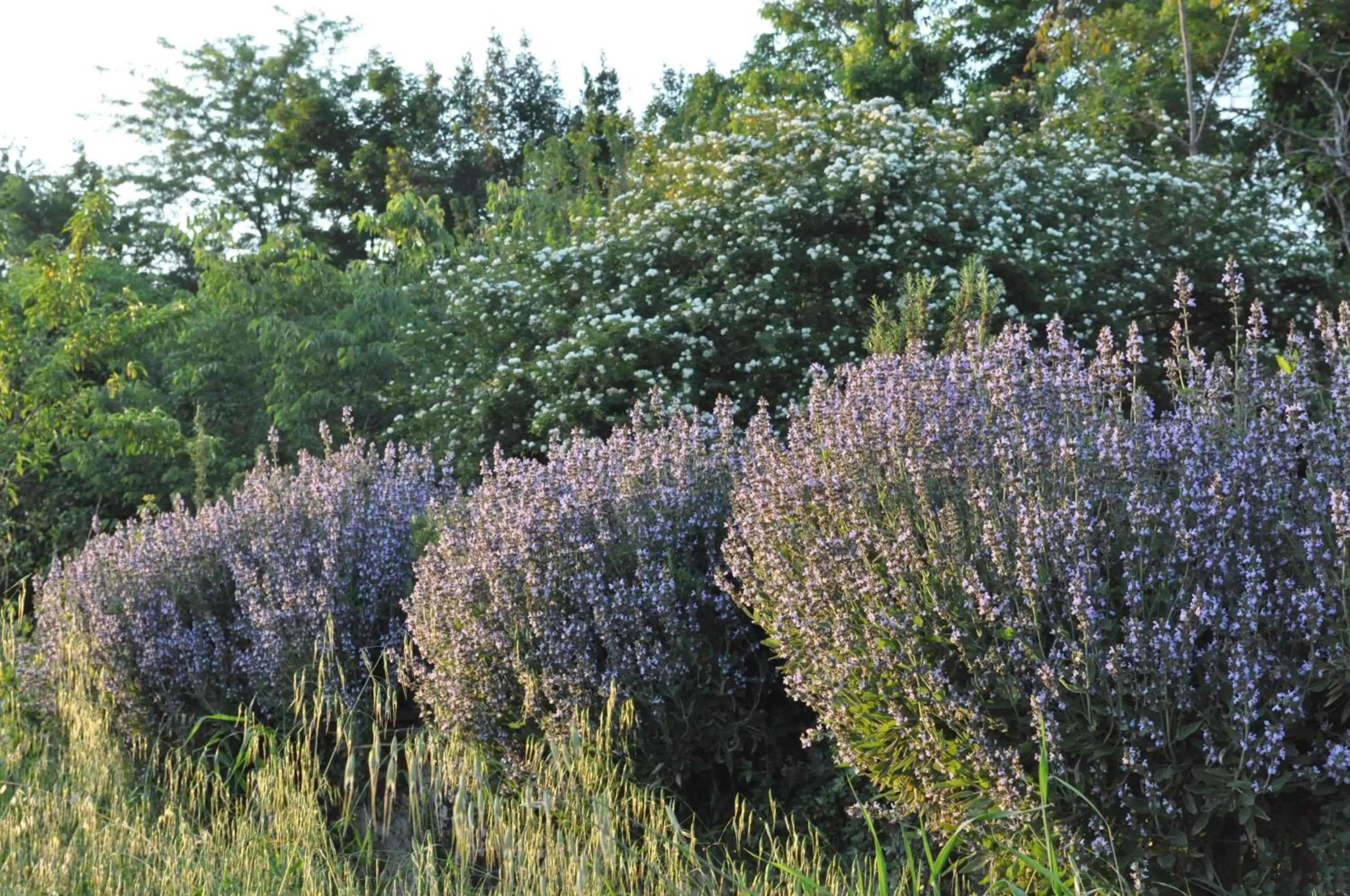 Garden in Armonie di Villa Incontri B&B