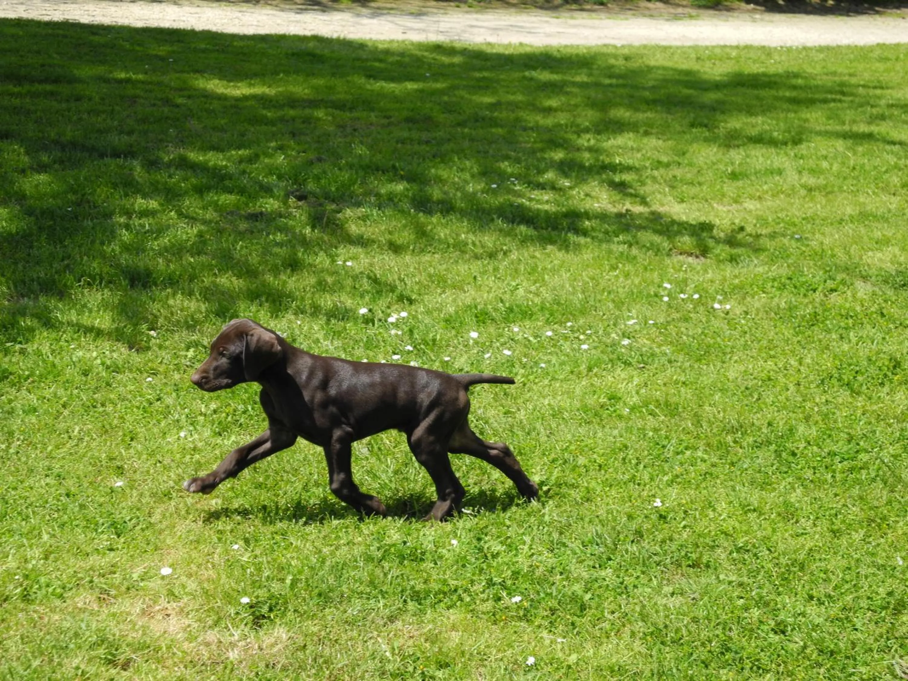 Pets in Logis Hôtel Restaurant La Citadelle