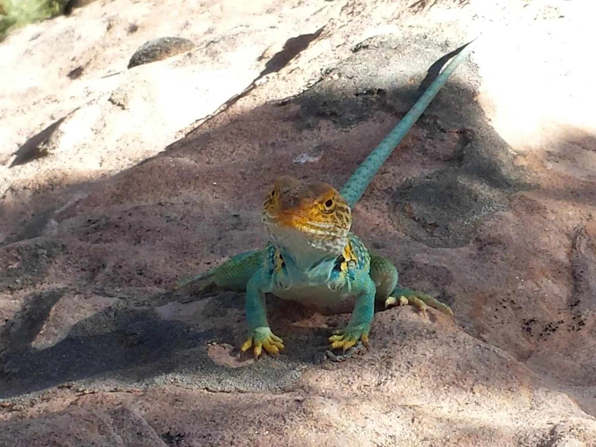 Animals in Stone Lizard Lodge