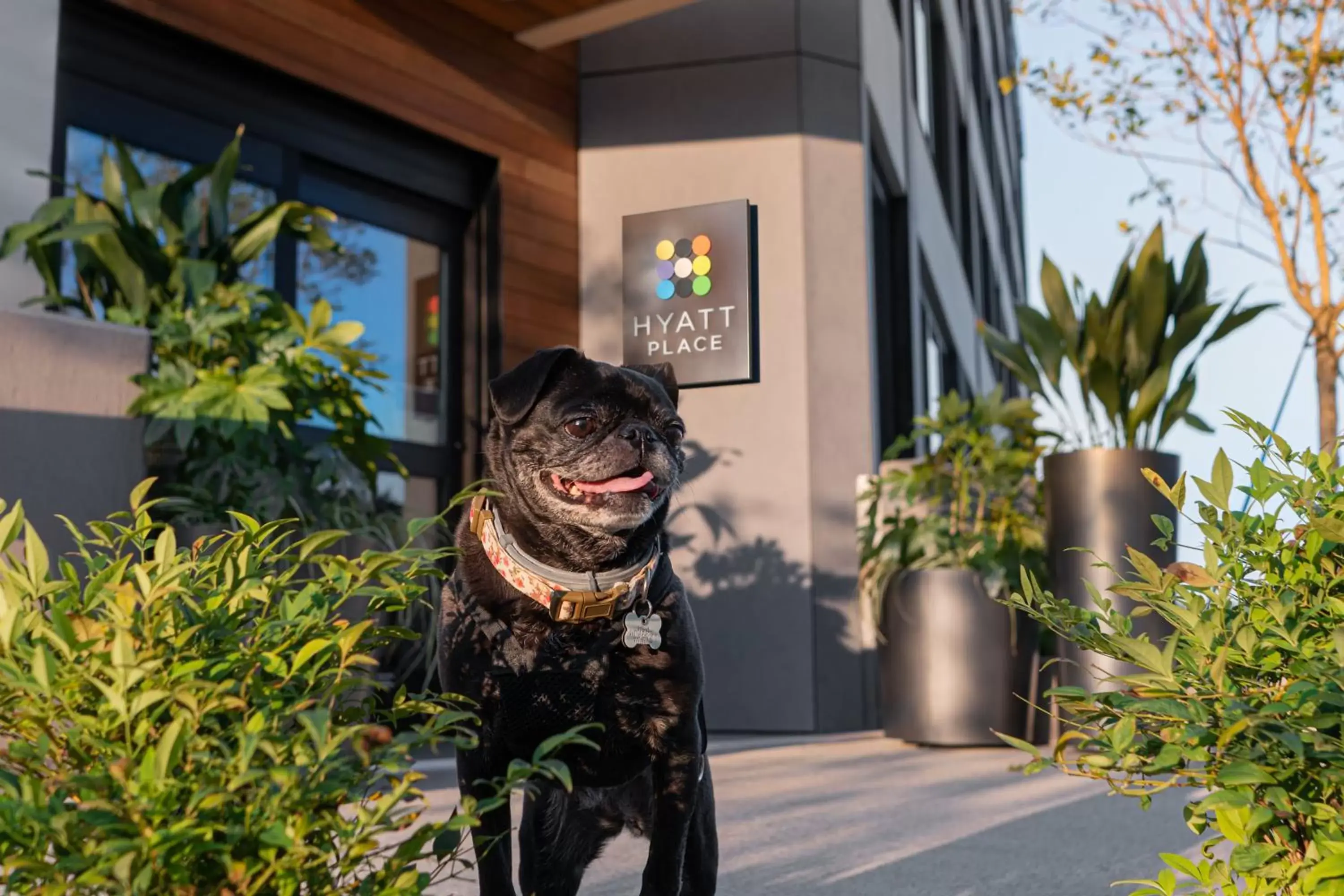 Pets in Hyatt Place Atlanta/Perimeter Center