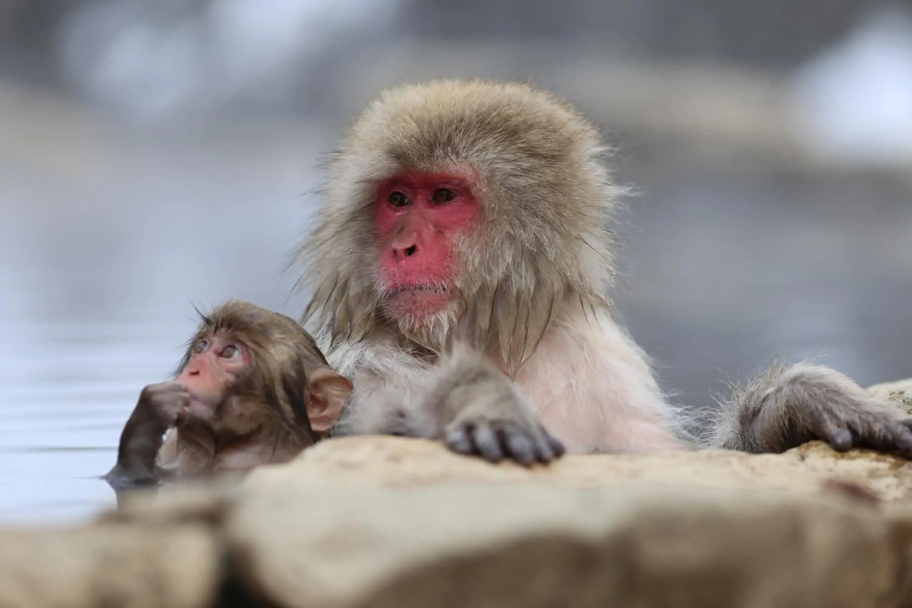 Nearby landmark, Other Animals in Hotel Montagne Matsumoto