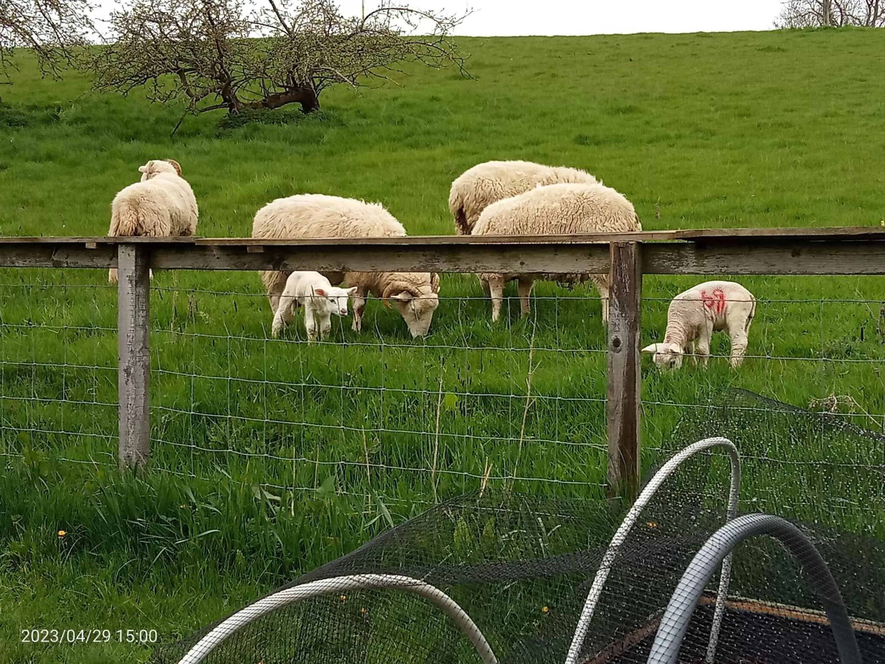 Neighbourhood, Other Animals in Rosegarth Bed and Breakfast