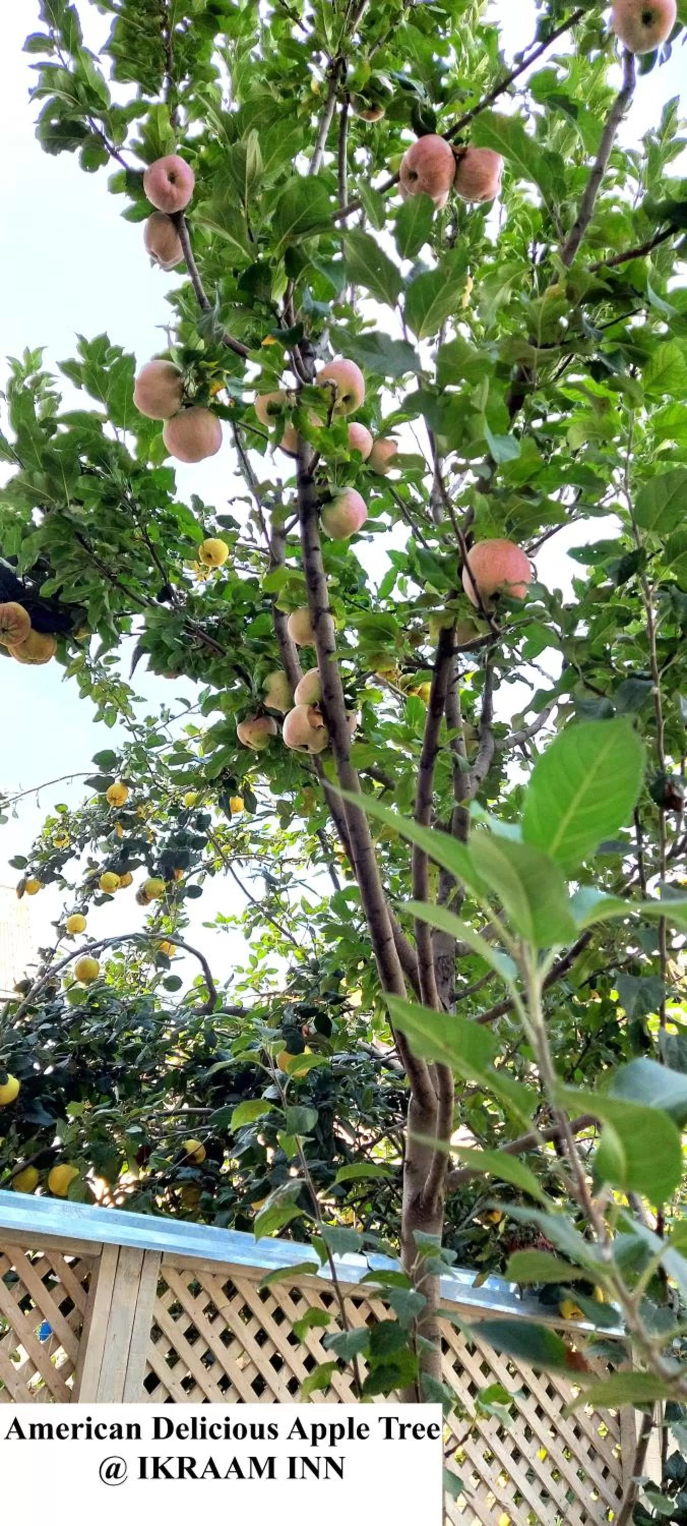 Garden in Ikraam Inn Bed & Breakfast