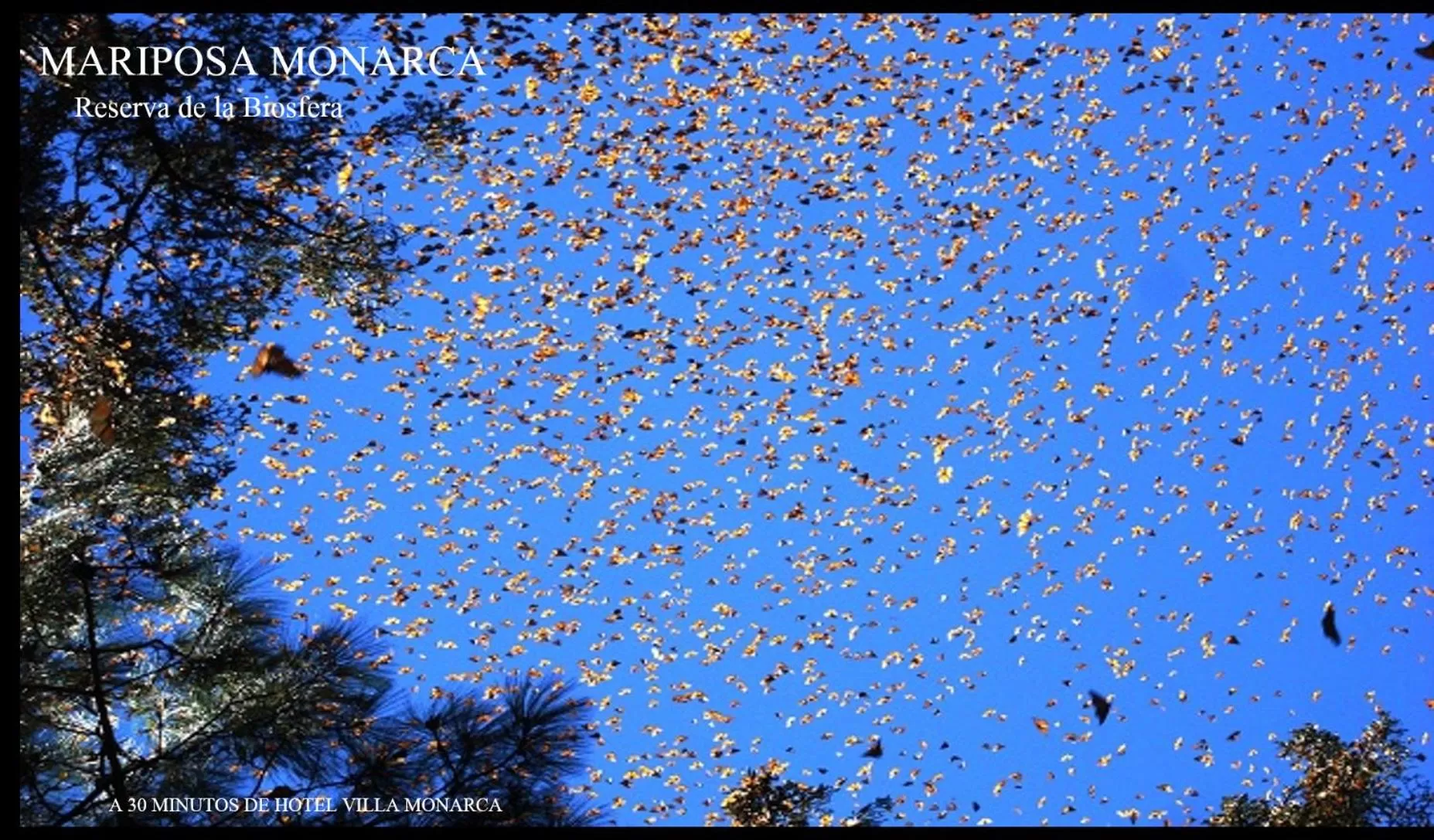 Activities in Hotel Villa Monarca Inn