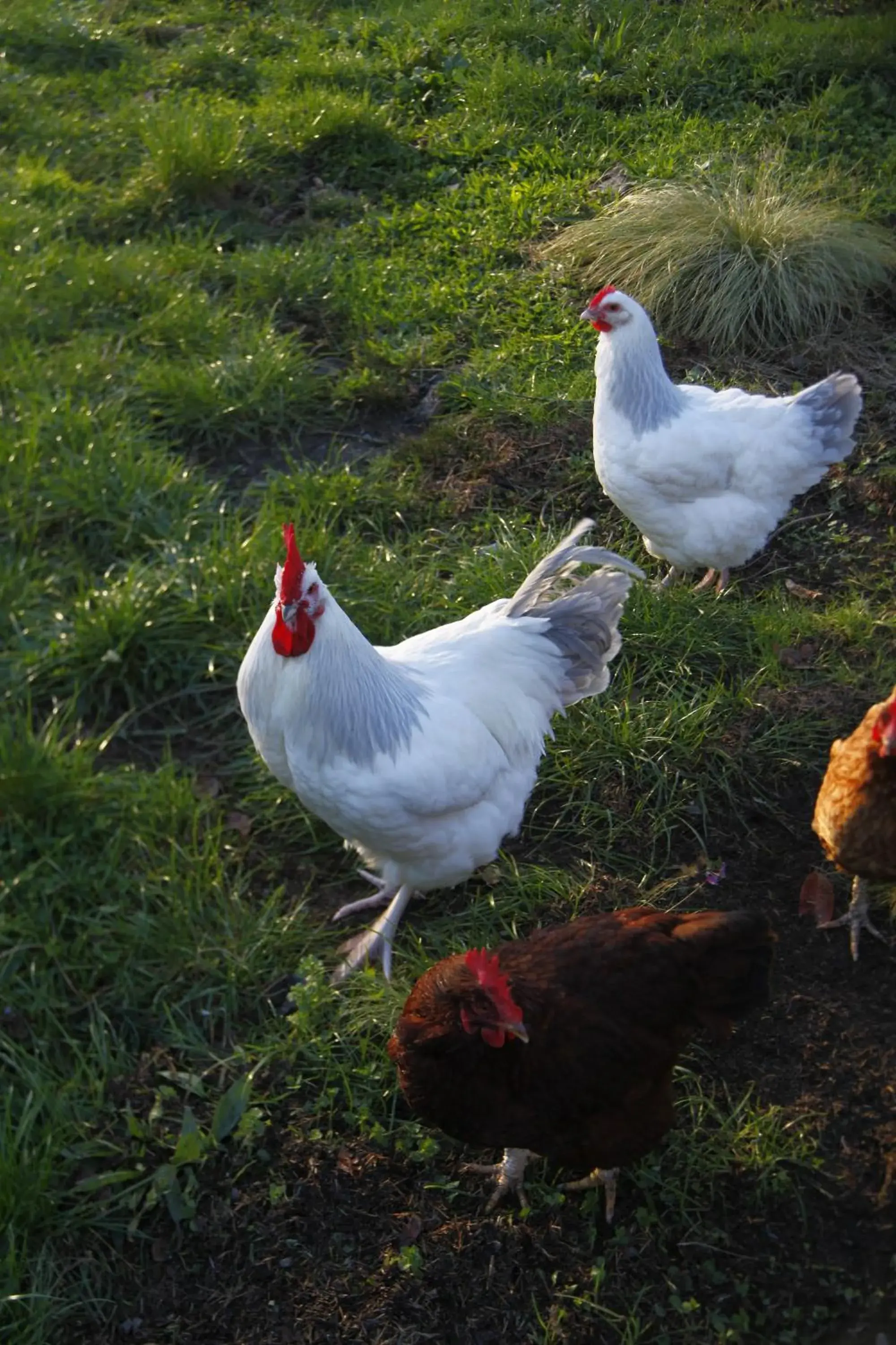 Animals, Other Animals in Rotorua Hideaway Lodge