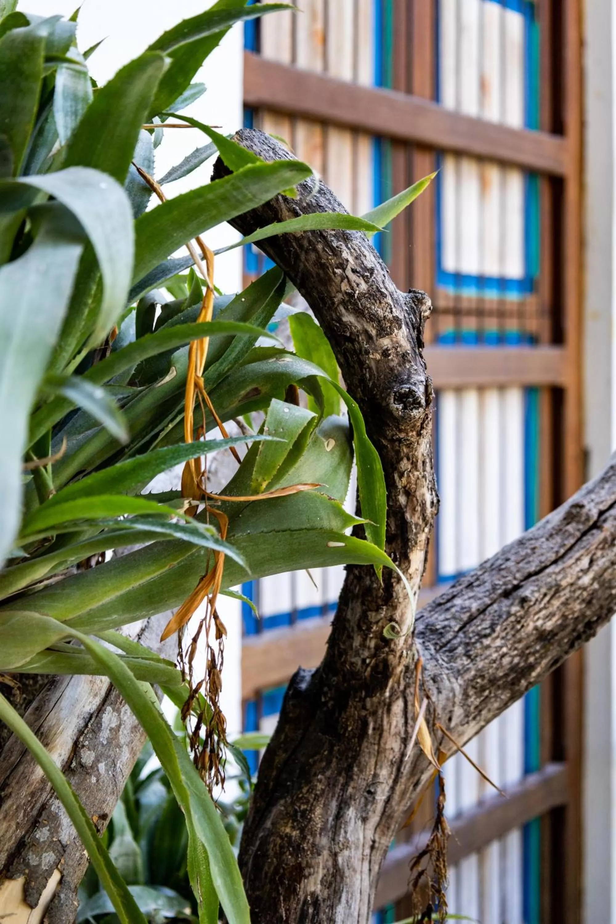 Area and facilities in Casa Jacaranda Hotel Boutique -Cauca Viejo- Mayores de 14 años