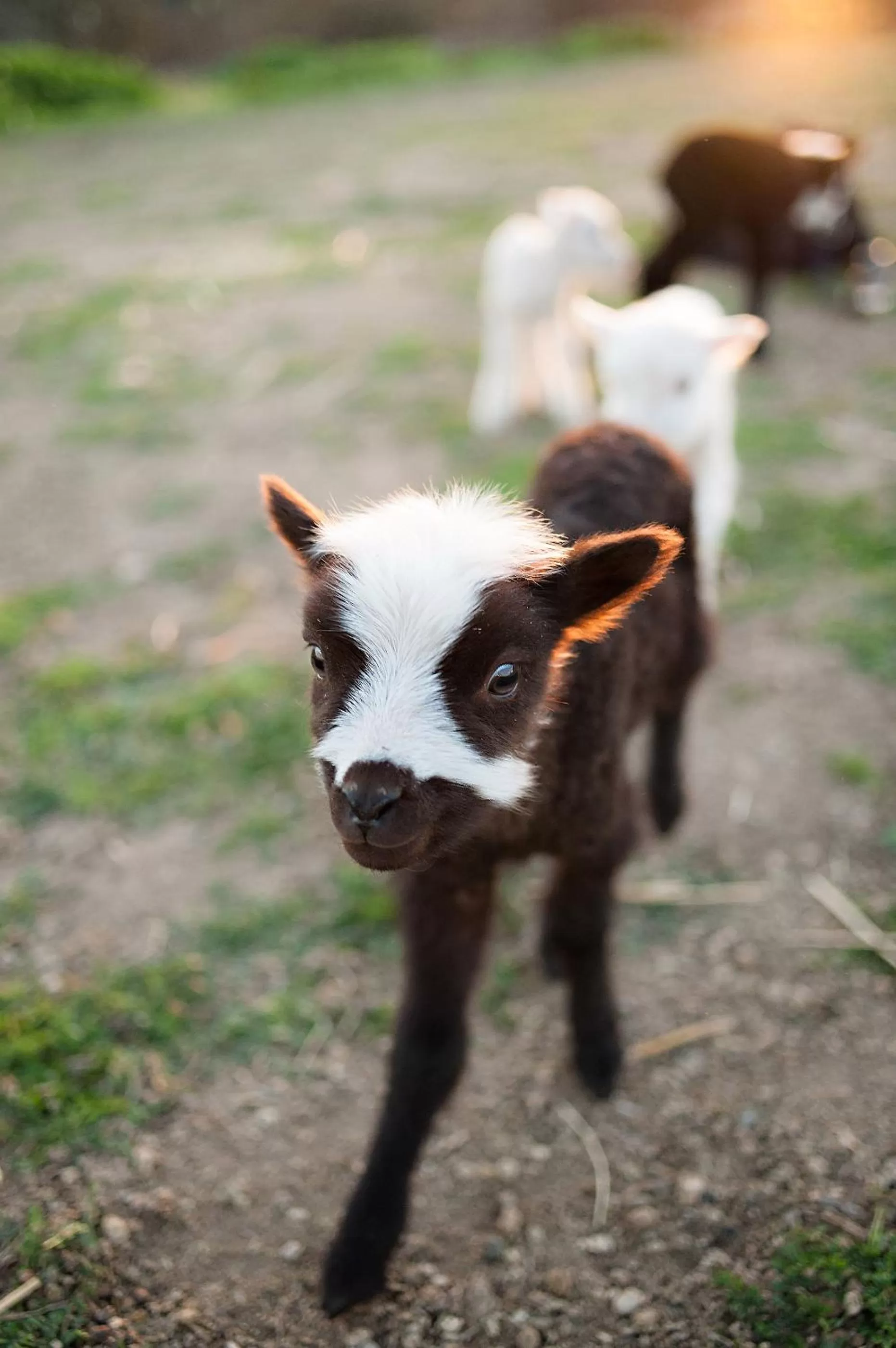 Other Animals in Rêves de Moutons